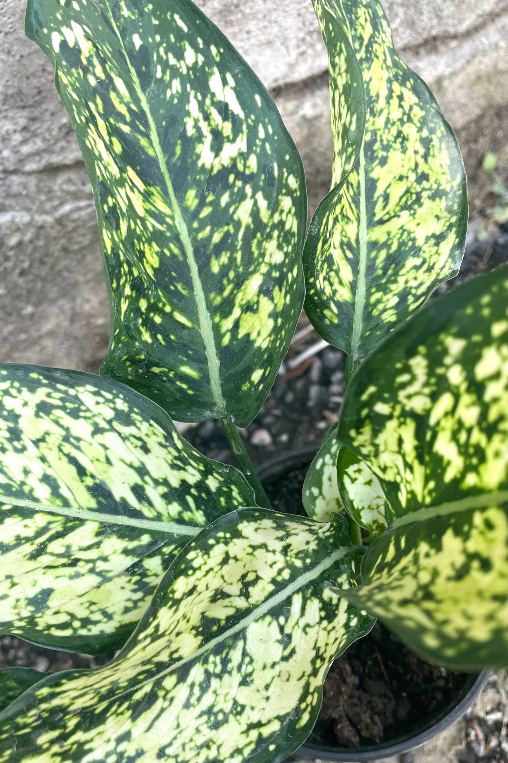 A detailed view of Aglaonema 'Osaka White' 4" against concrete backdrop ©Sprout Home