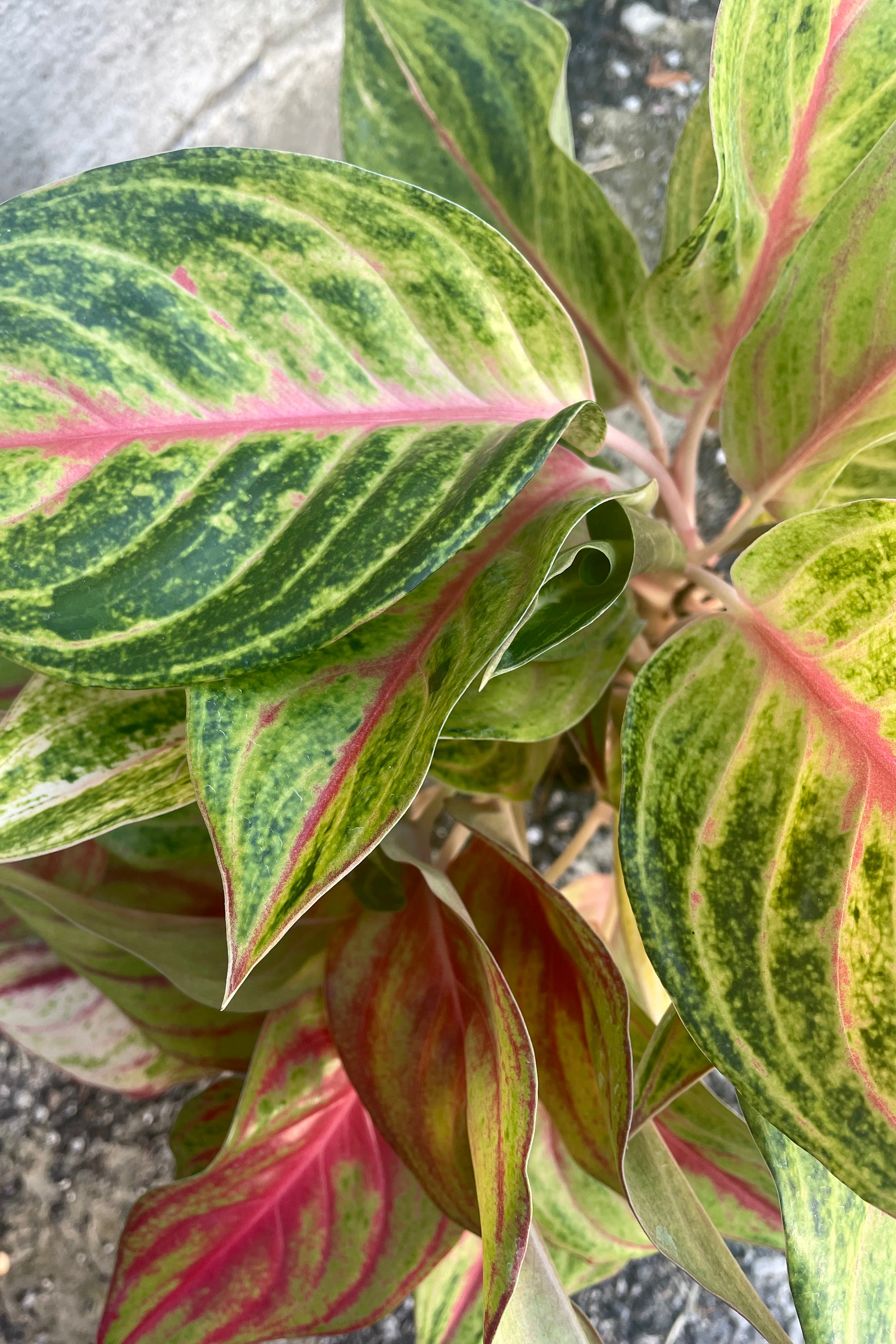 An overhead detailed view of Aglaonema 'Papaya' 5"