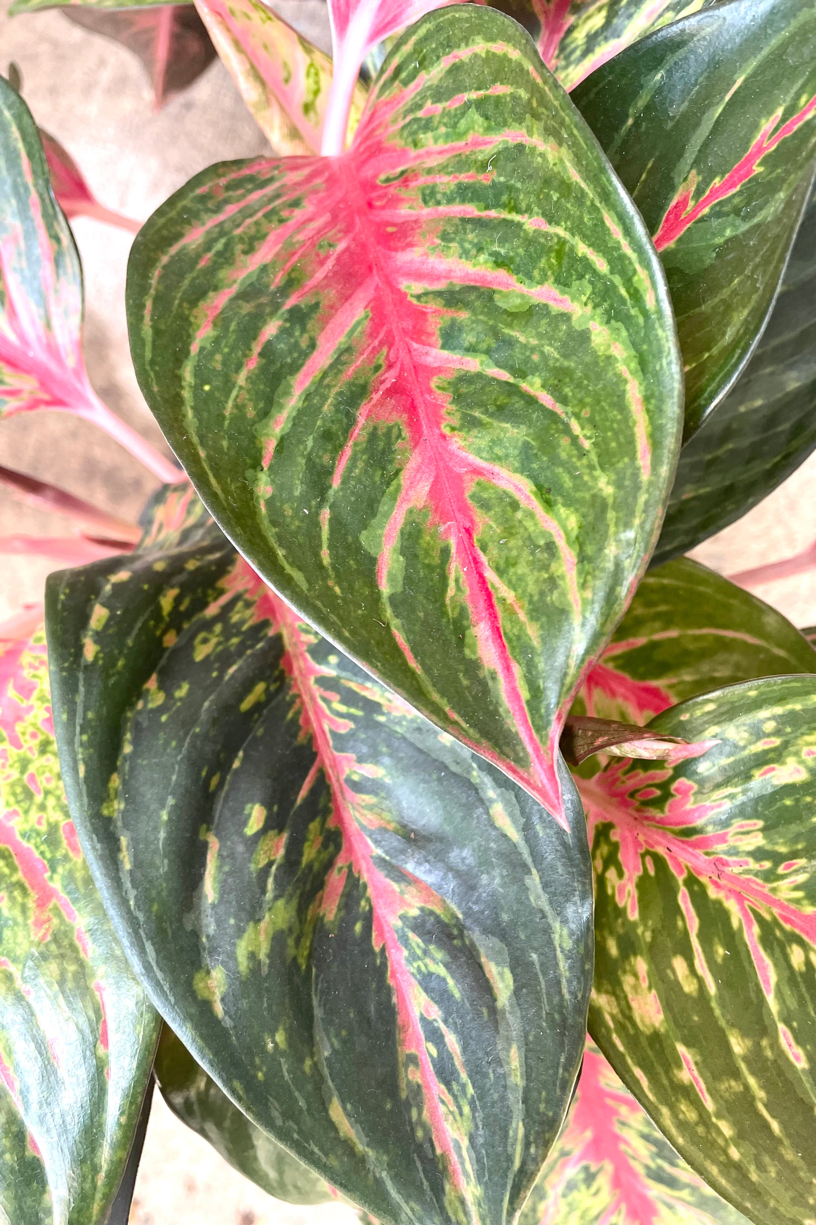 A detailed view of the leaves of Aglaonema 'Red Emerald' 8"