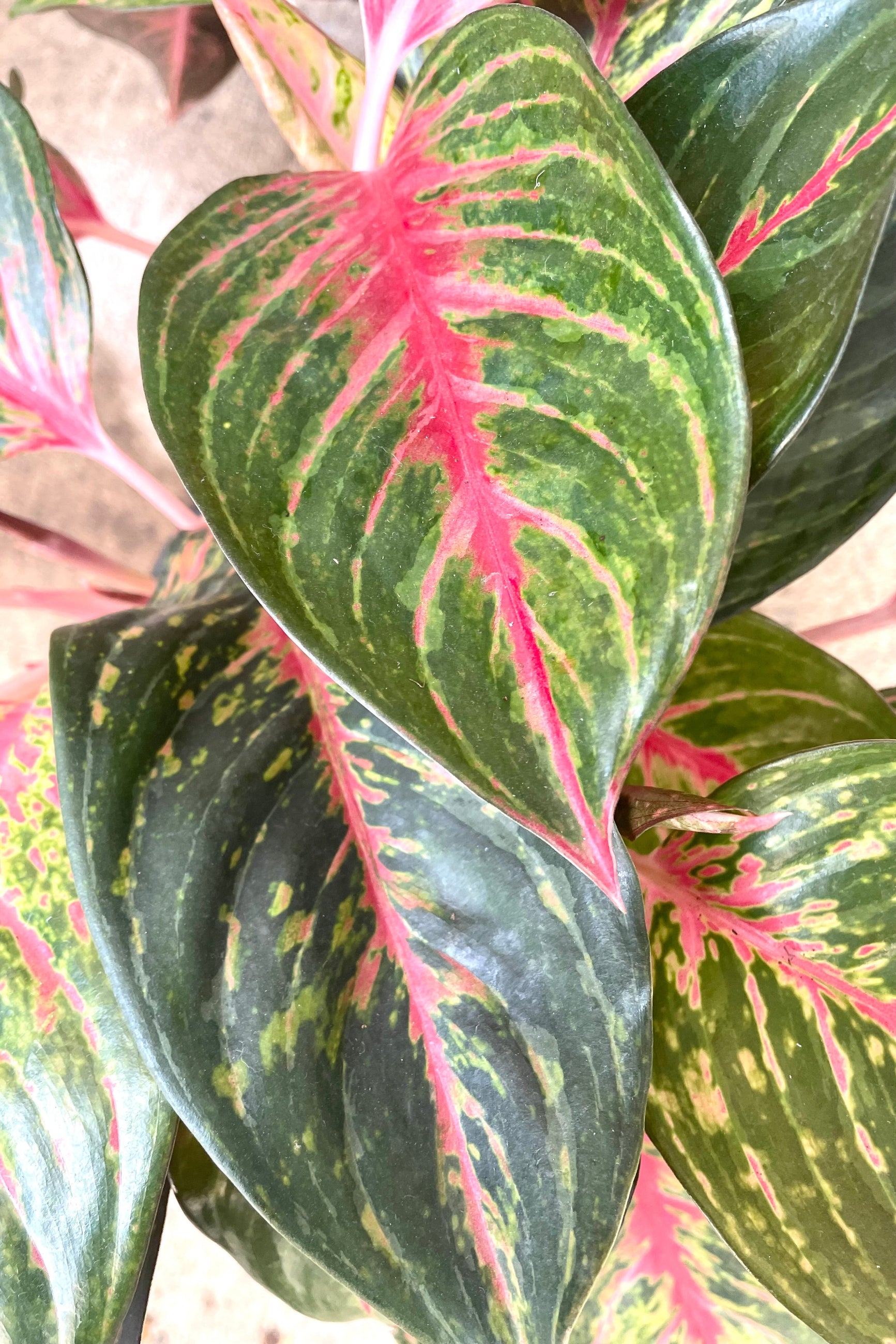 A detailed view of the leaves of Aglaonema 'Red Emerald' 8" ©Sprout Home