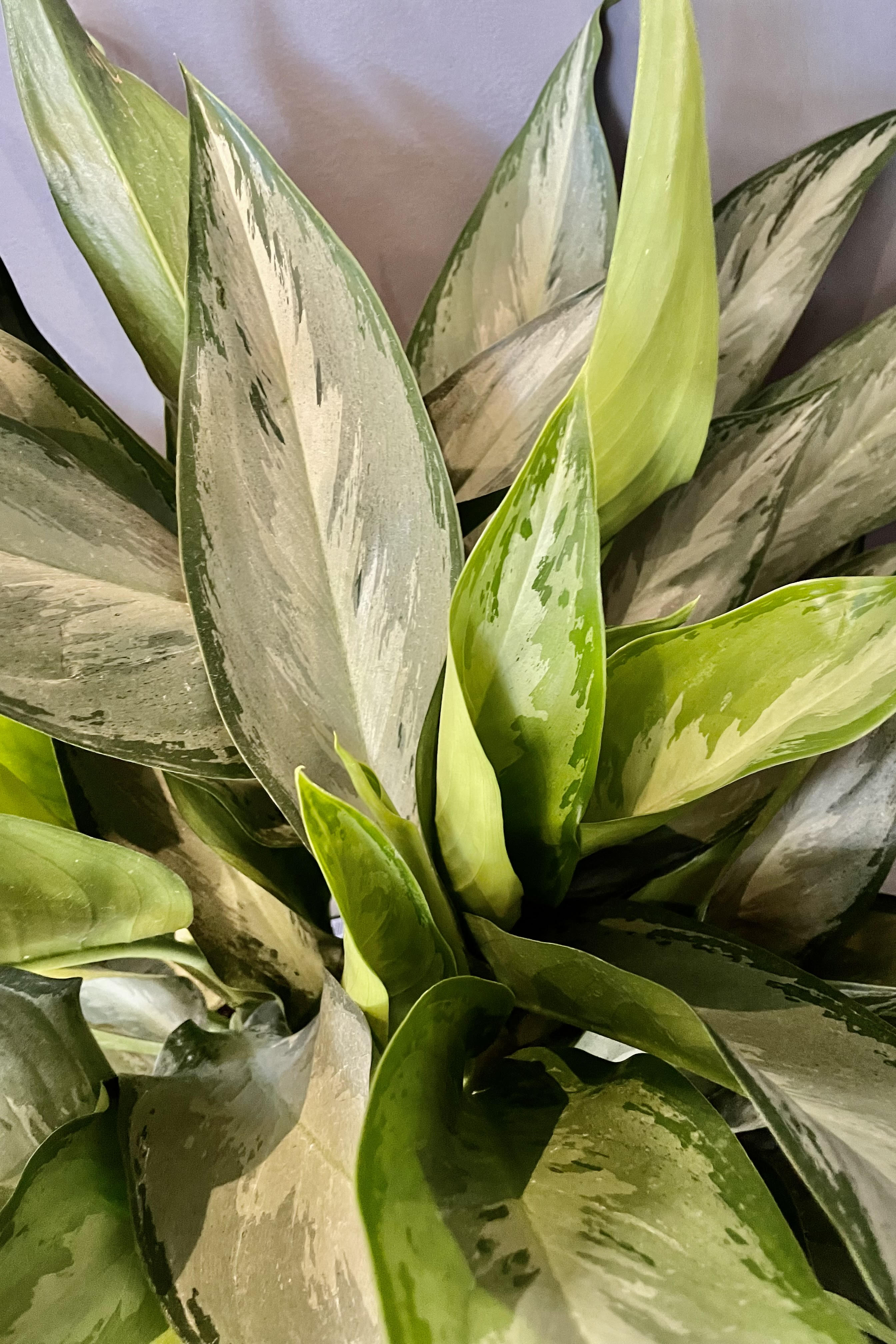 A detailed look at the Aglaonema 'Silverado' 10".