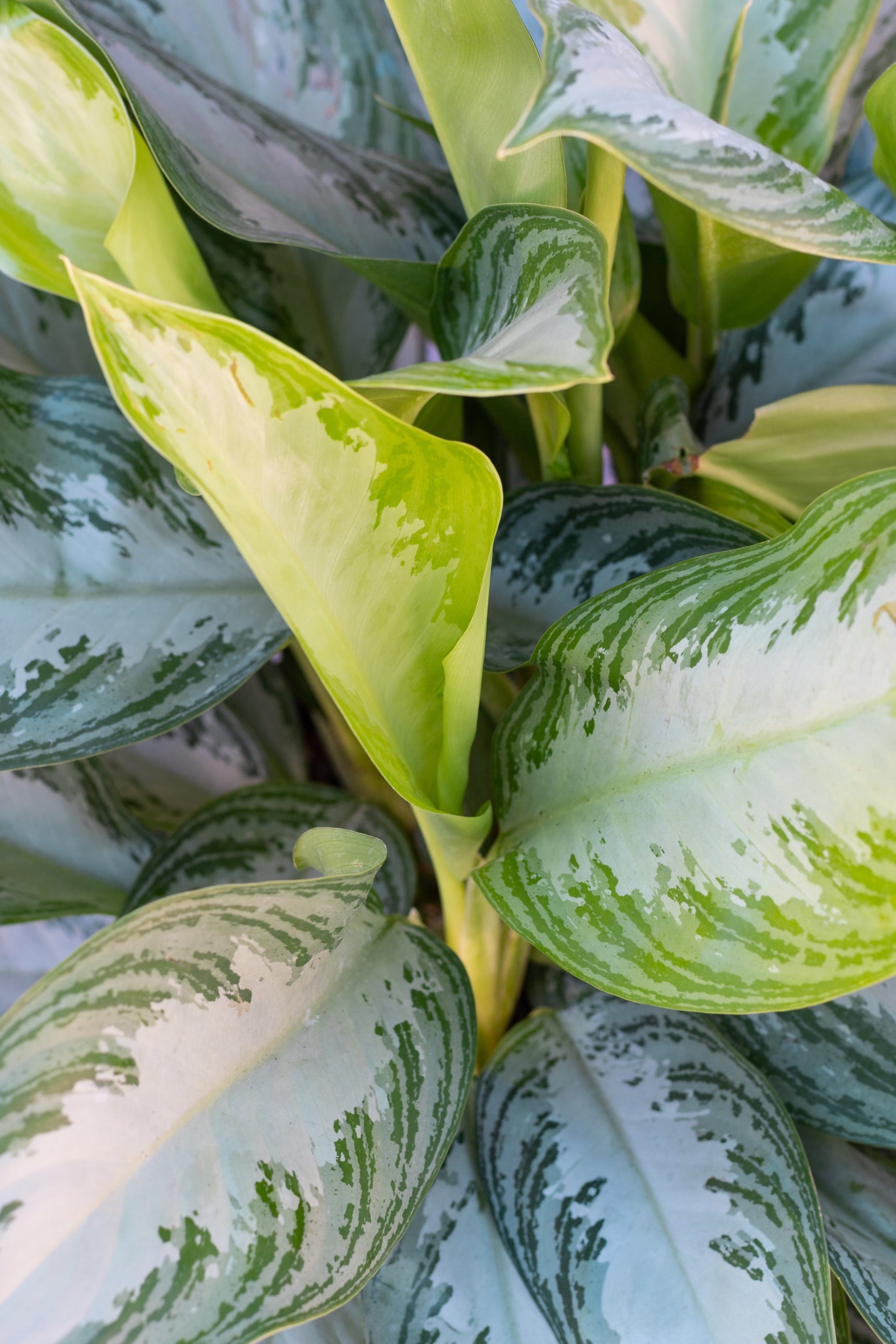 Close up of Aglaonema 'Silver Bay' leaves ©Sprout Home