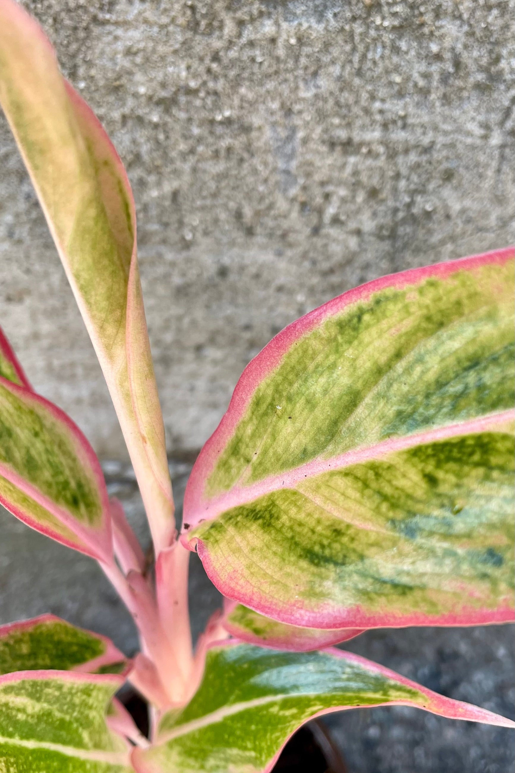 A detail picture of the Aglaonema 'Siam Orange' showing the pink rimmed grand and green leaves.©Sprout Home