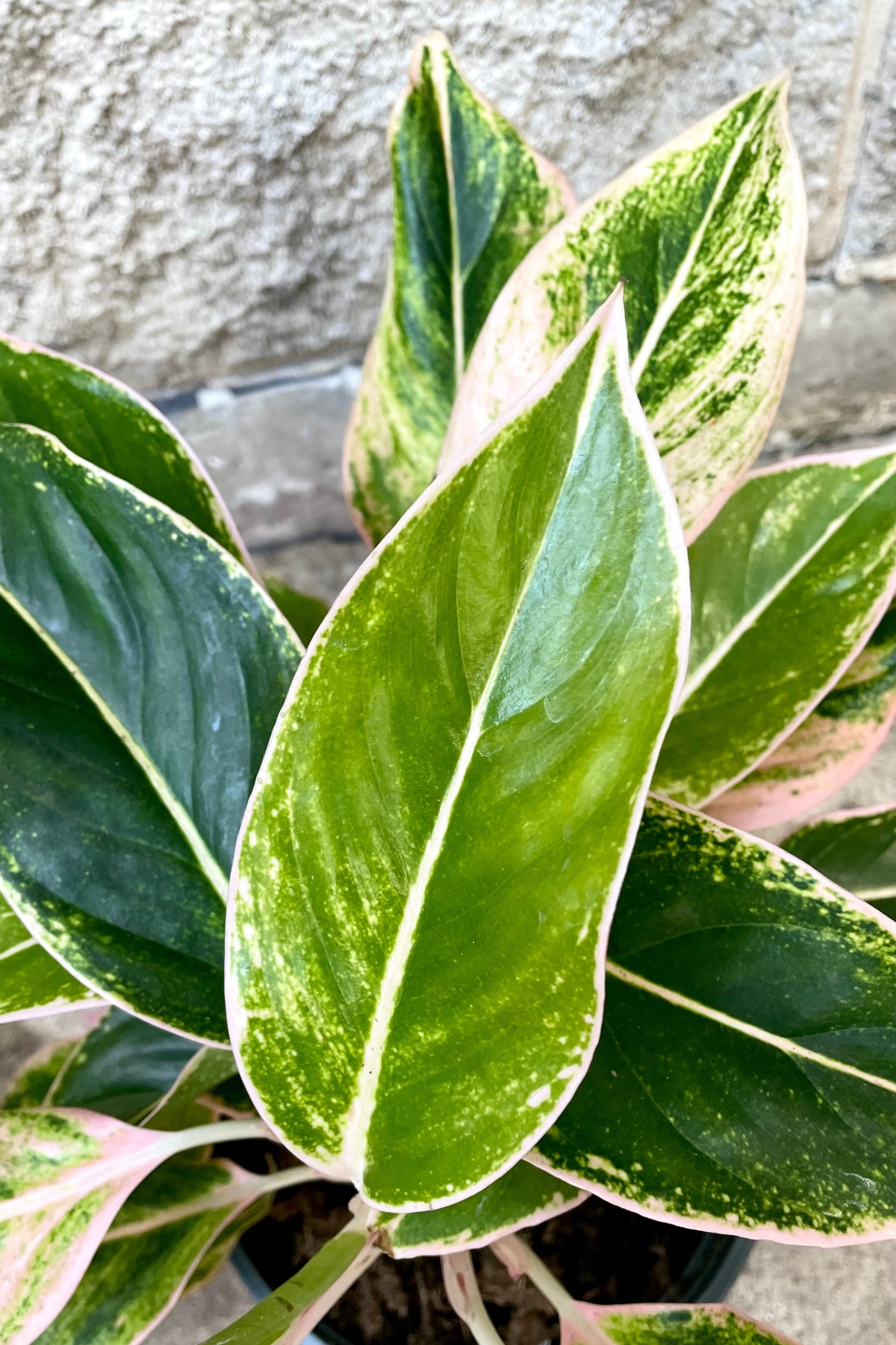 A detail view of Aglaonema 'Siam Pink' 8" against concrete backdrop ©Sprout Home