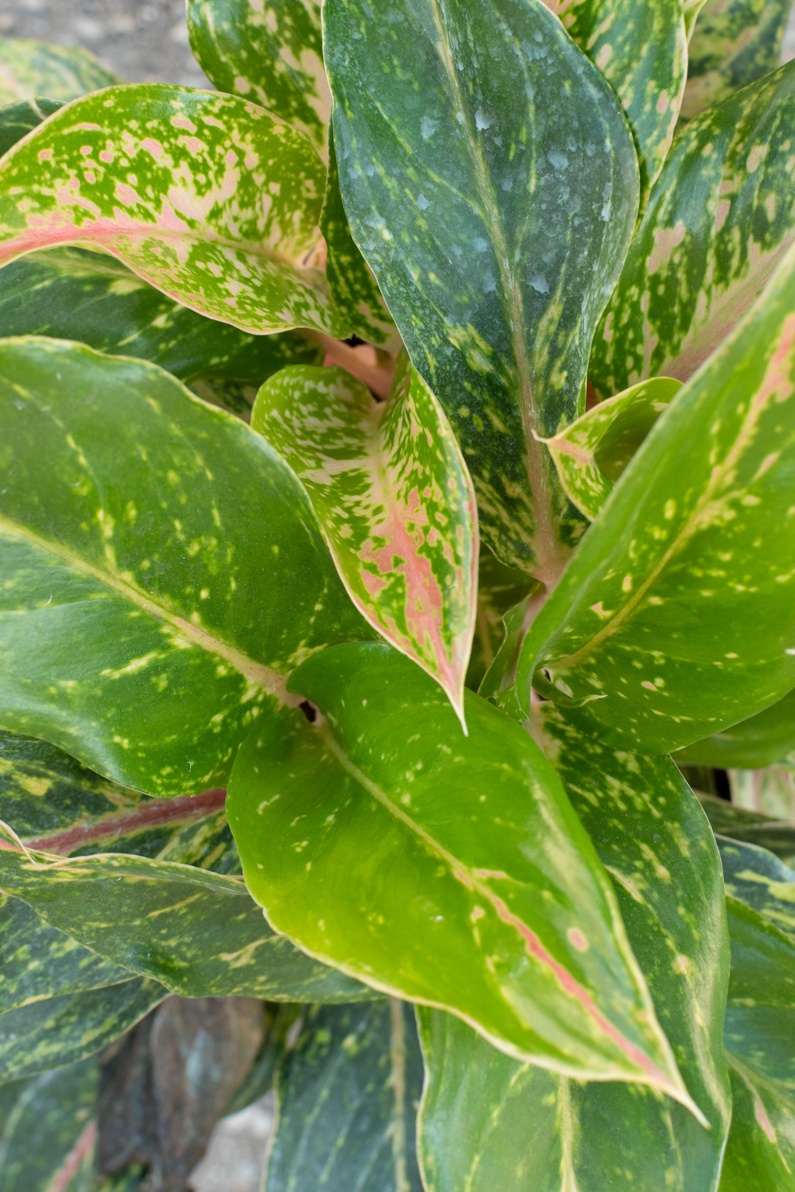 Aglaonema 'Sparkling Sarah' 10