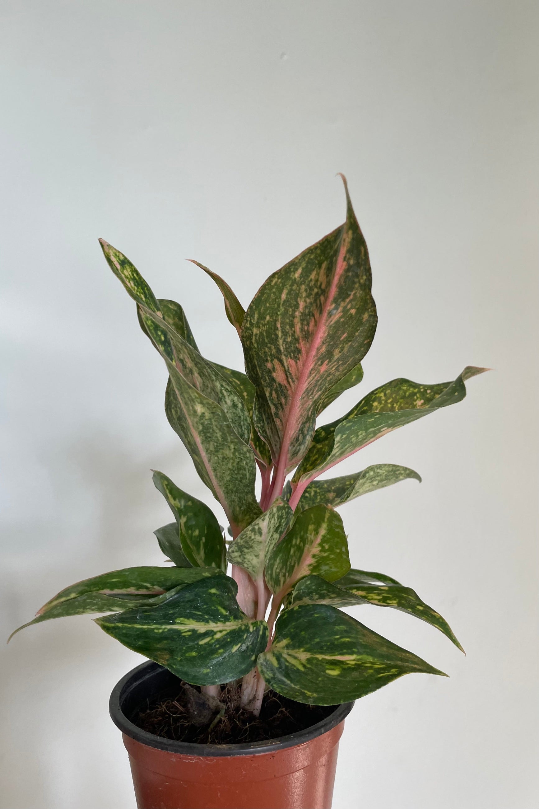 Mottled pink and green leaves of Aglaonema against gray wall ©Sprout Home