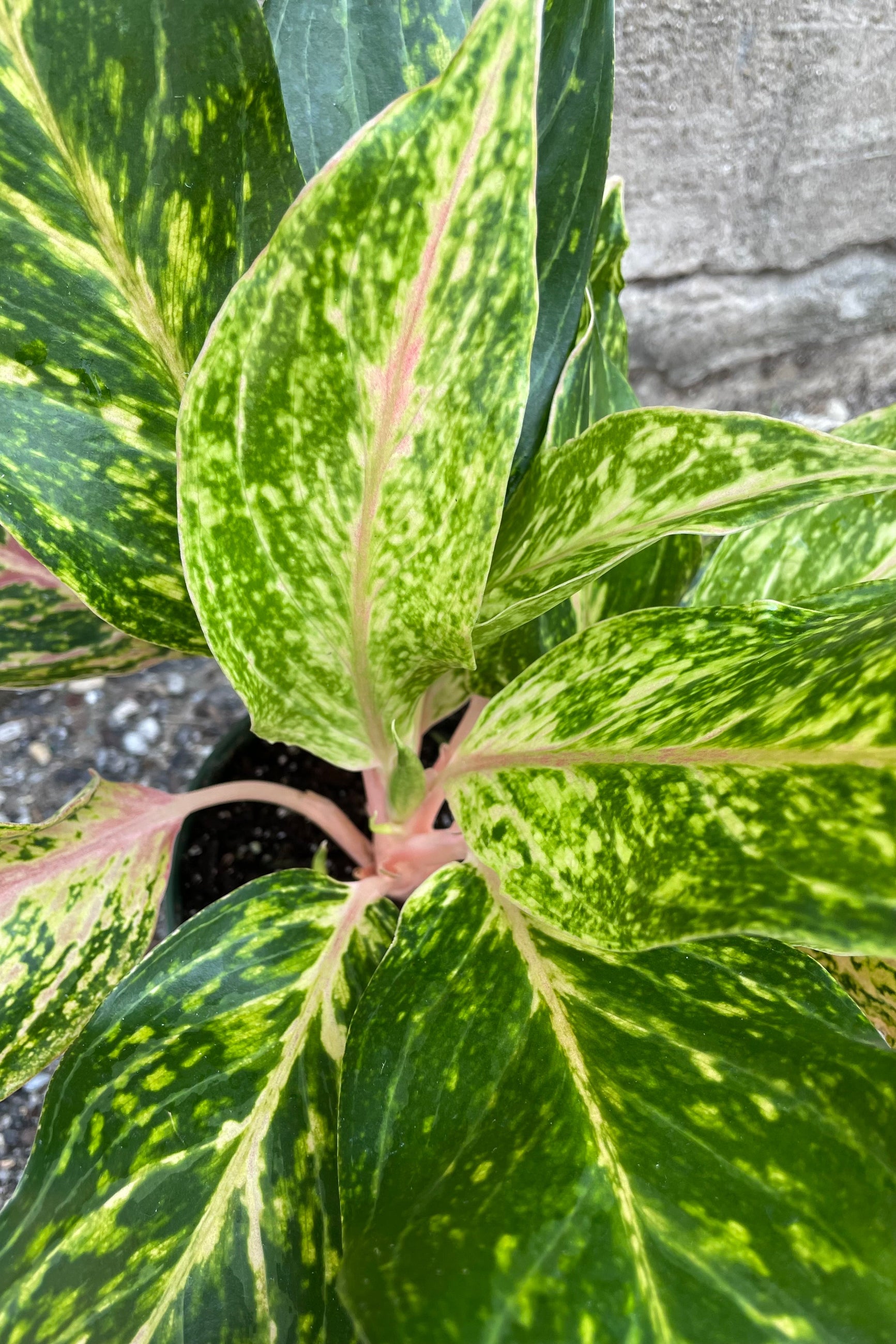 Aglaonema 'Sparkling Sarah' plant in a 6 inch growers pot©Sprout Home