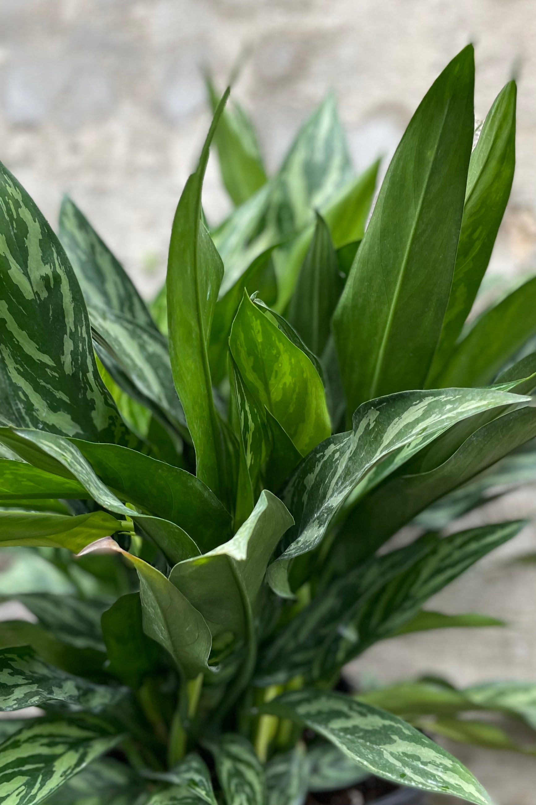 Aglaonema 'Tigress' 10" against a grey wall ©Sprout Home