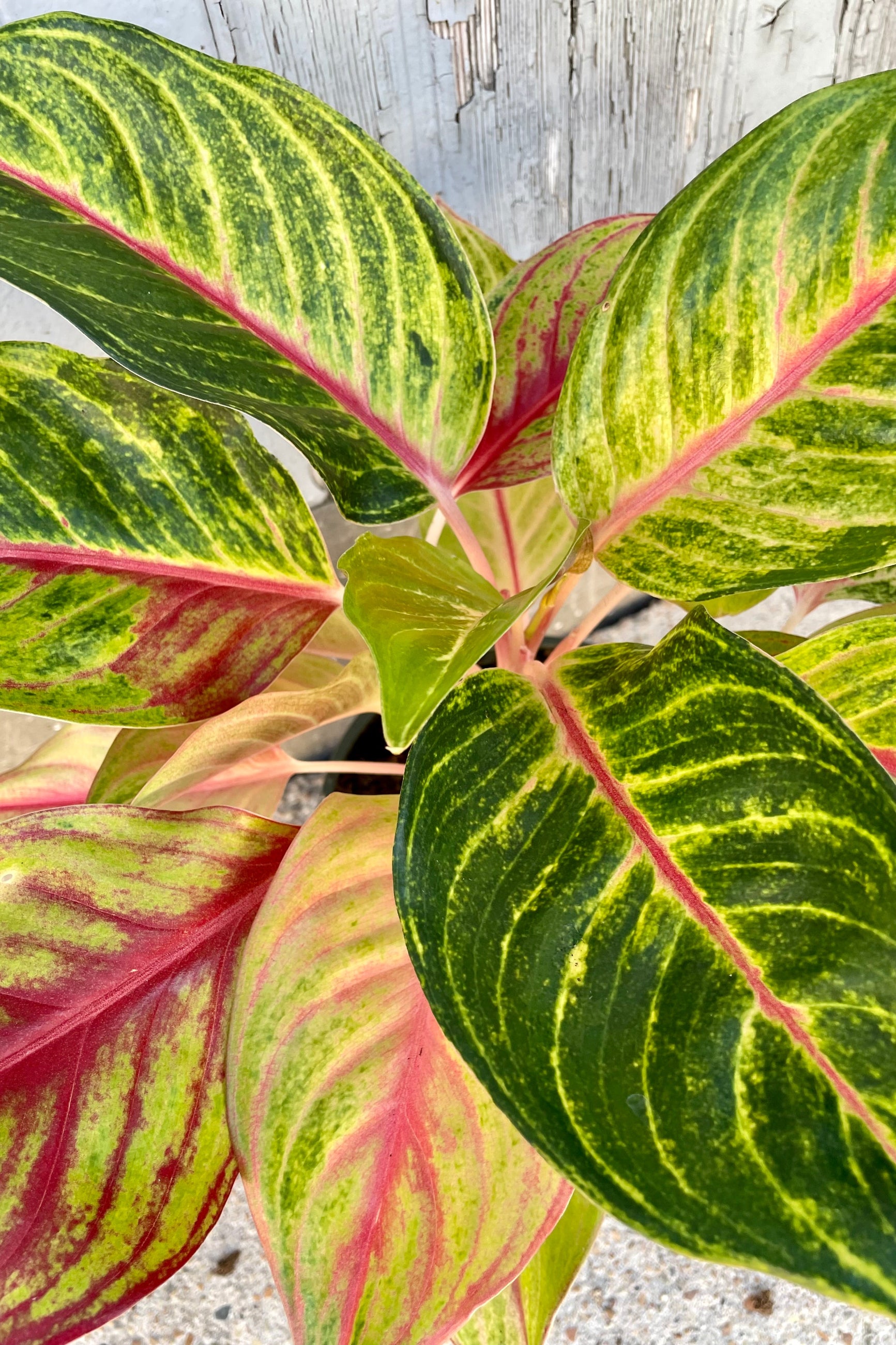 Detail picture of the colorful leaves of the Aglaonema 'Two Tone Moonstone' plant. ©Sprout Home