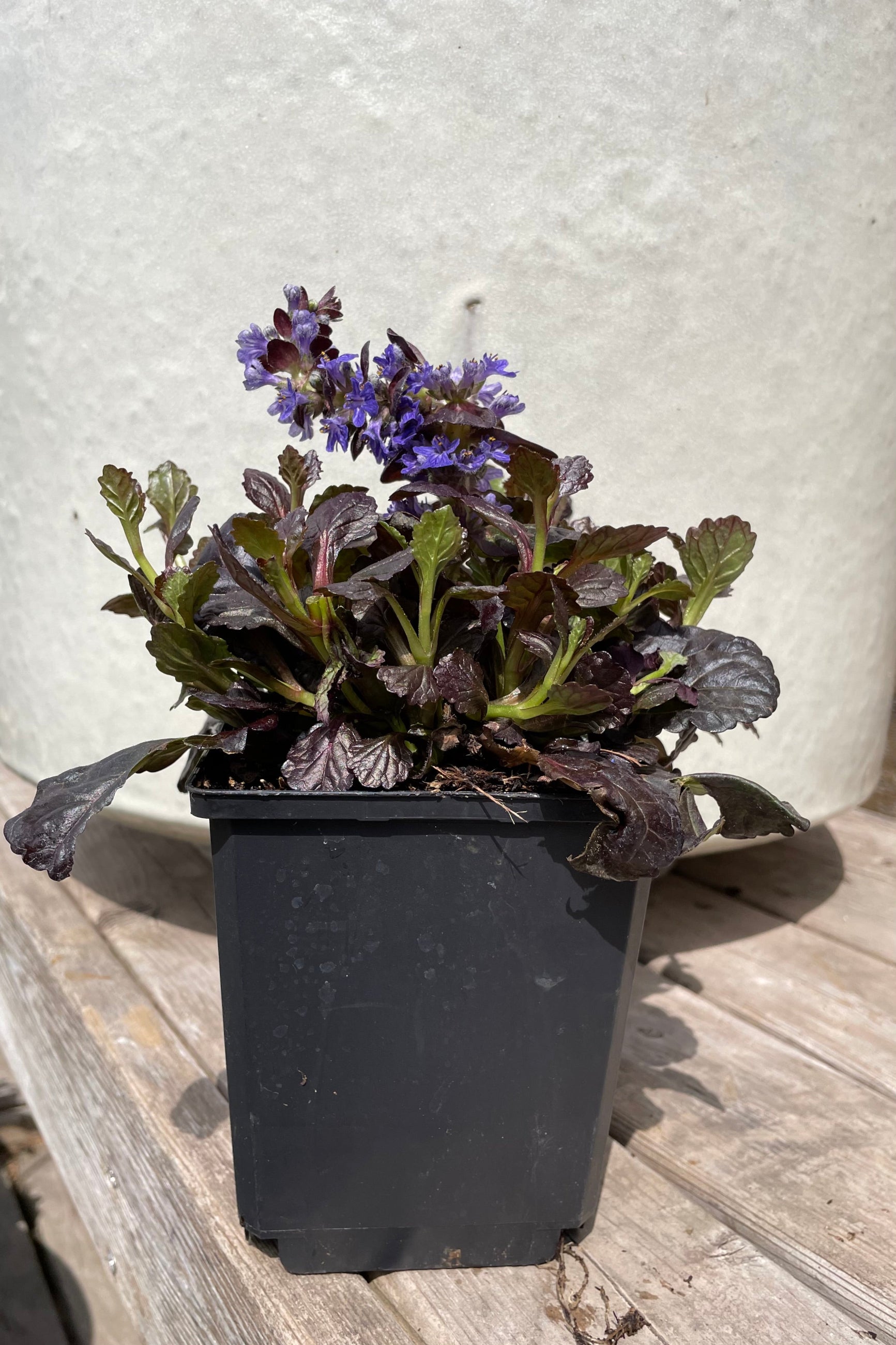 Ajuga 'Black Scallop' in a 1qt pot the middle of April showing the blue purple flowers and dark leaves at Sprout Home. ©Sprout Home