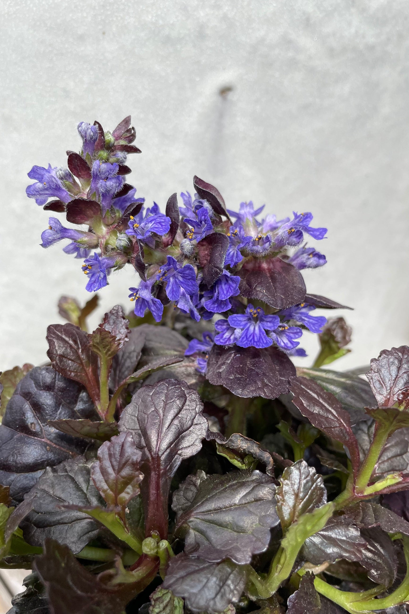 The bright indigo blue flower of the Ajuga 'Black Scallop' the middle of April. ©Sprout Home