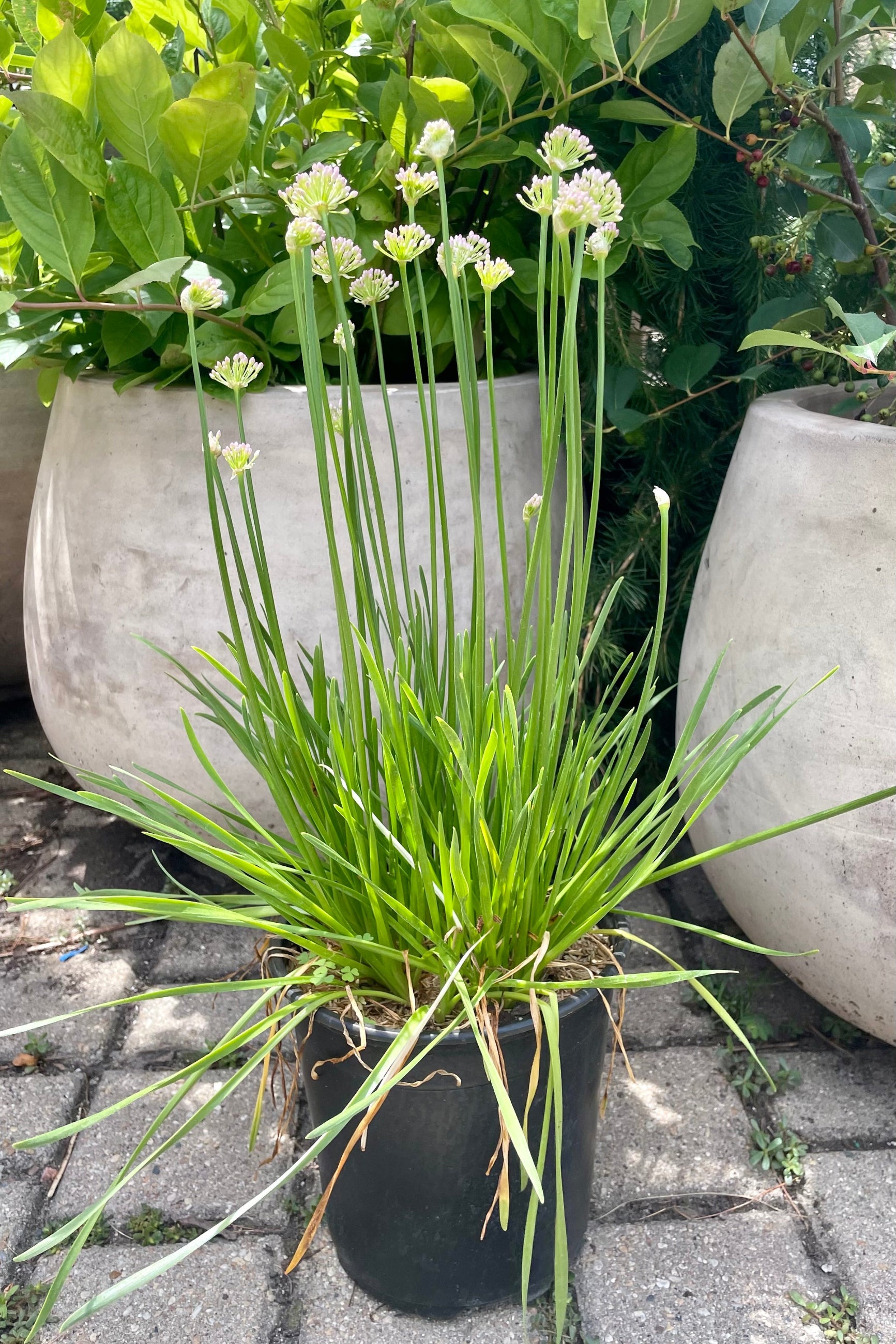 Allium 'Millenium' in a #1 pot showing off its light violet ball shaped flowers above green blade like foliage the end of July at Sprout Home. ©Sprout Home