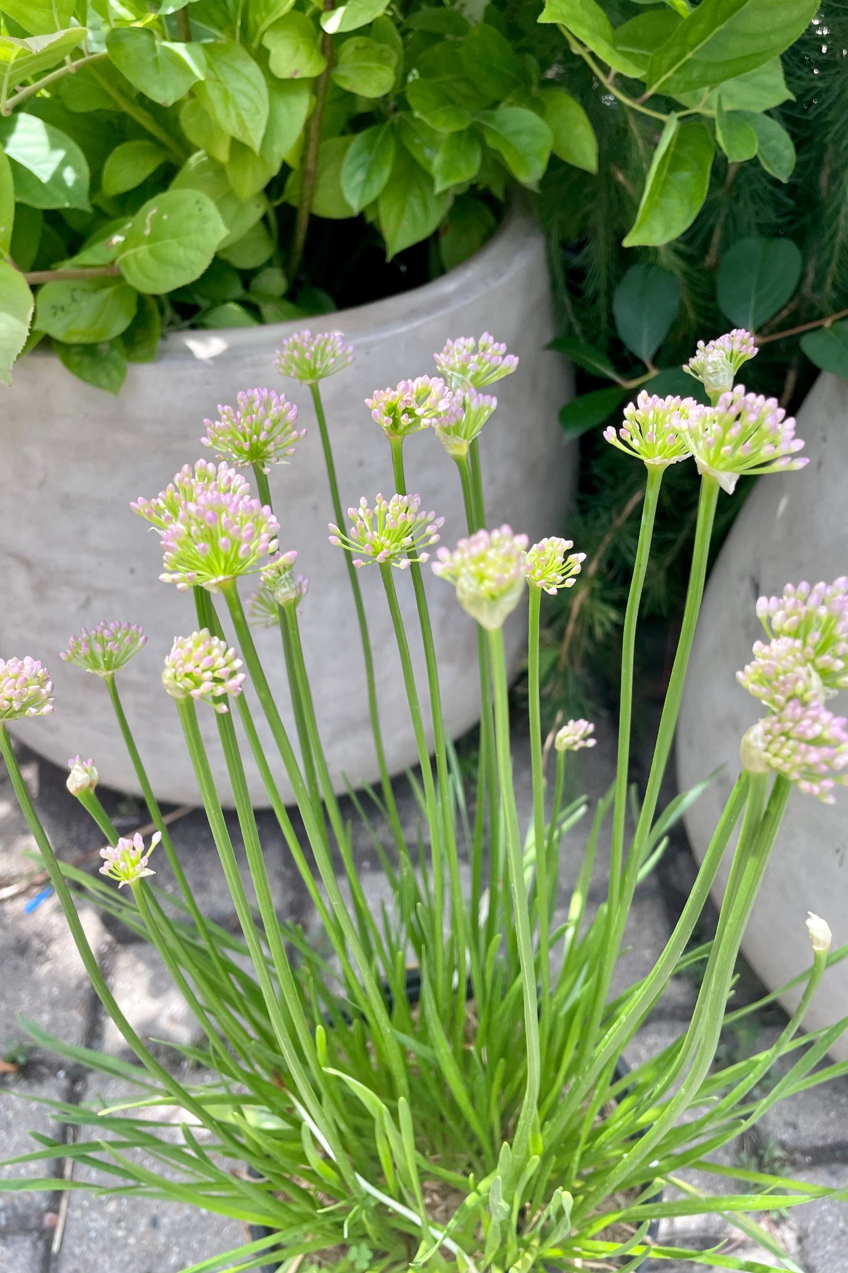 The cute ball shaped violet flowers of the Allium 'Millennium' above its grass like blades the end of July at Sprout Home. ©Sprout Home
