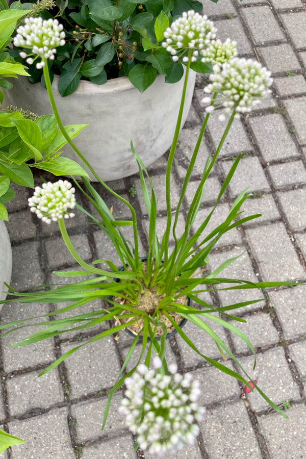 A detail picture of the nodding buds starting to open of the Allium 'Summer Beauty' with its grassy foliage below on top of pavers the beginning of July at Sprout Home.