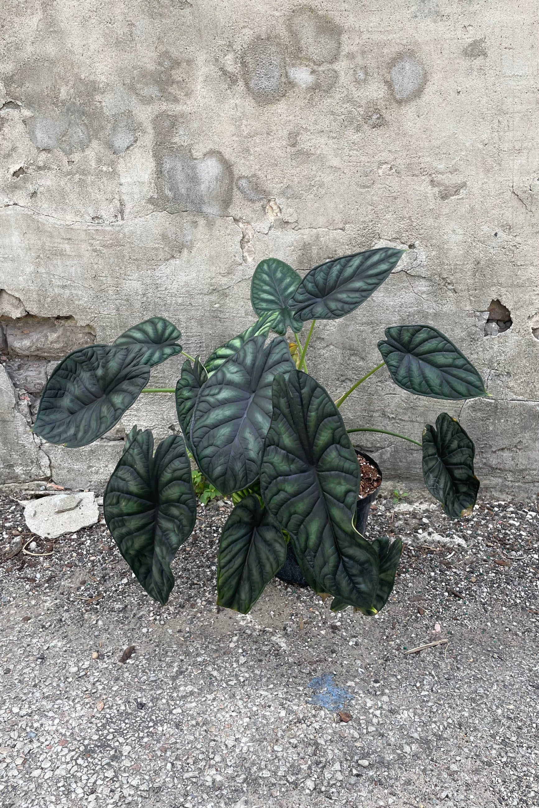 Alocasia baginda 'Dragon Scale' in a 10" growers pot against a concrete background ©Sprout Home