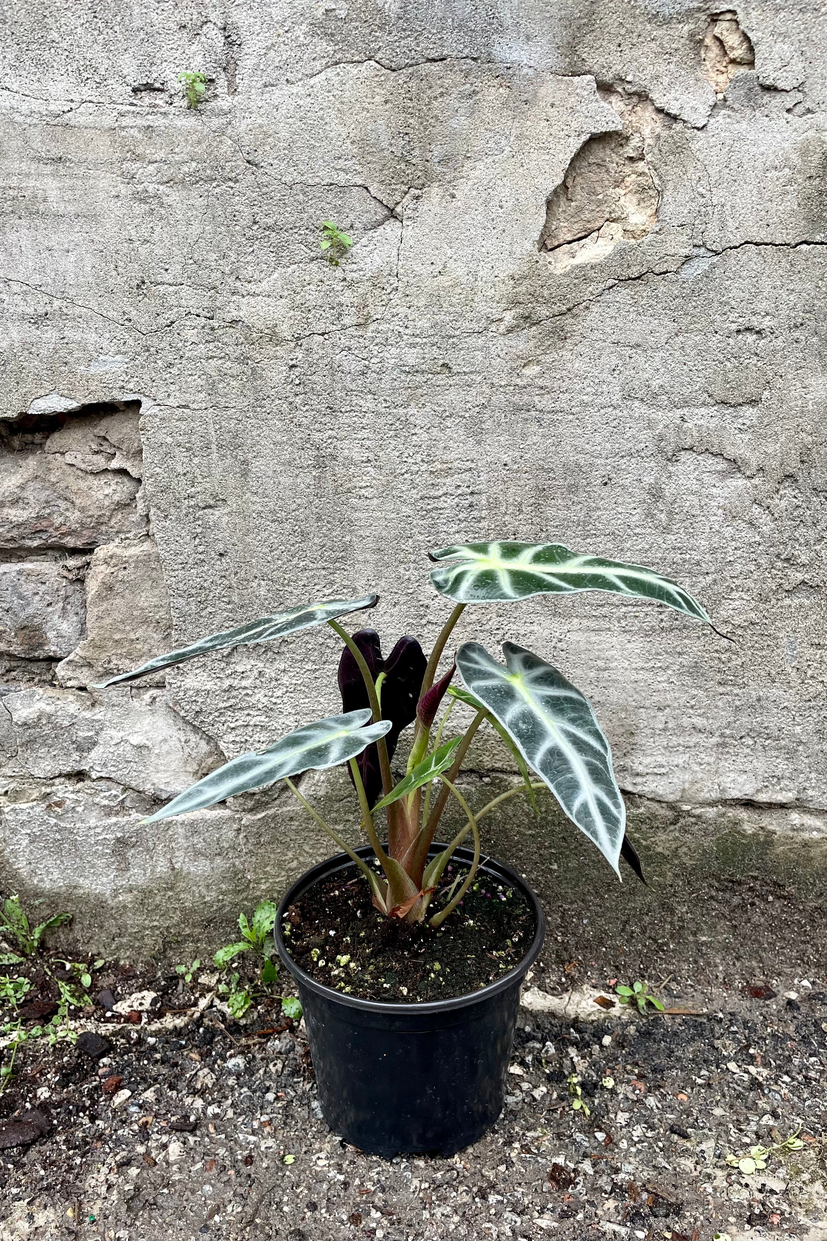 Alocasia amazonica 'Bambino' 6" against a grey wall