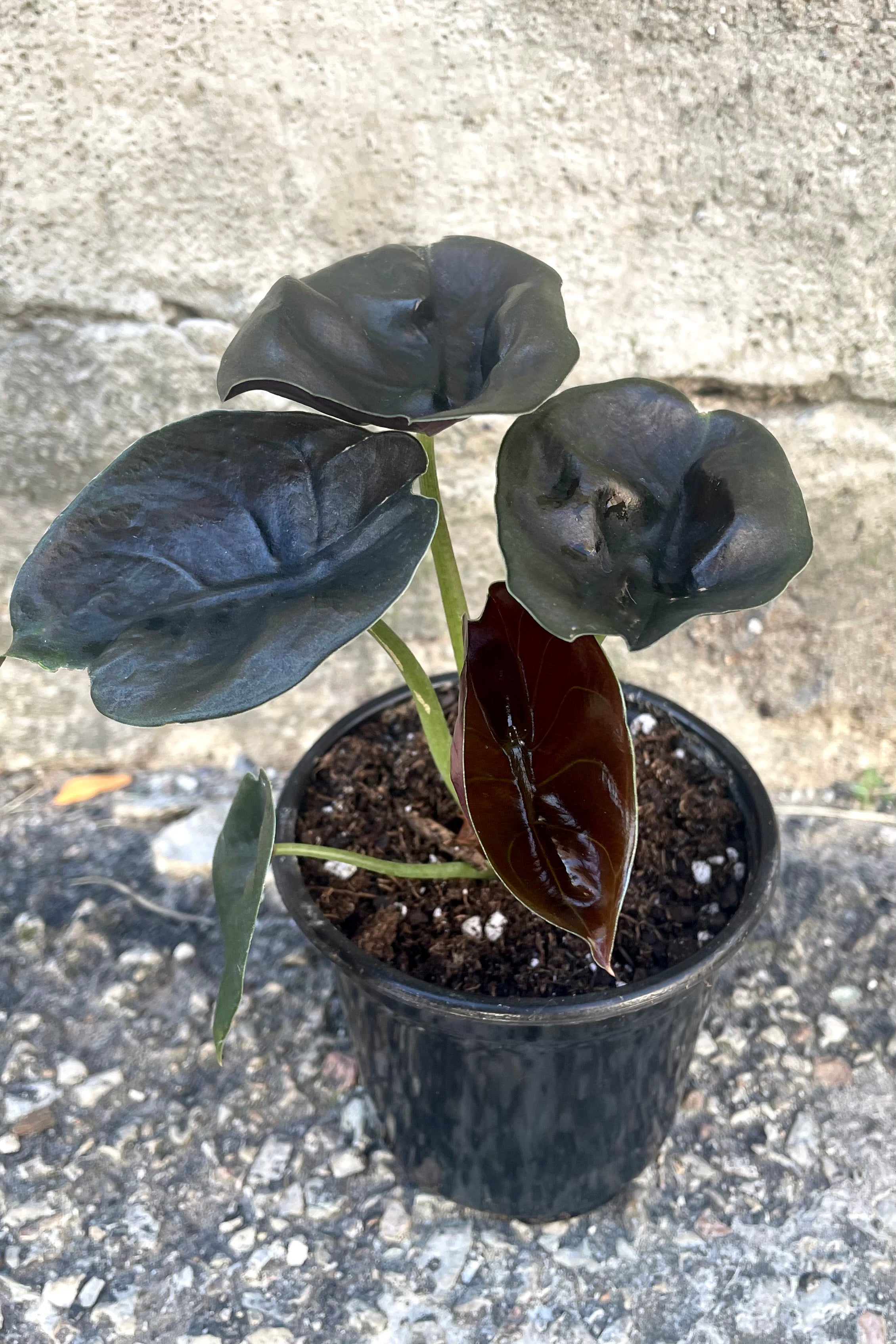 A full view of the Alocasia cuprea 4" against a concrete backdrop
