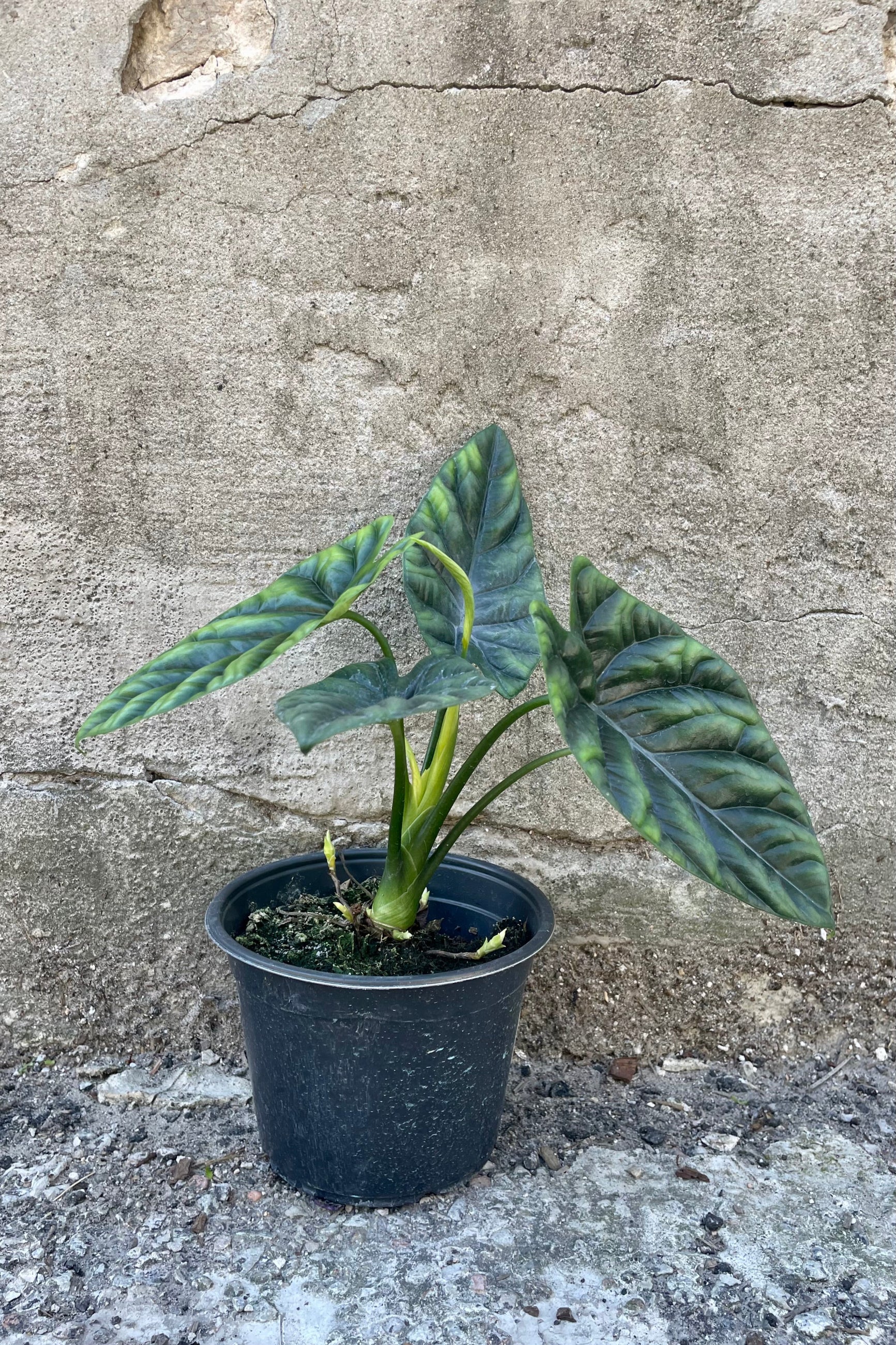 Alocasia baginda 'Dragon Scale' 6" black growers pot with iridescent dark and light green leaves against a grey wall ©Sprout Home