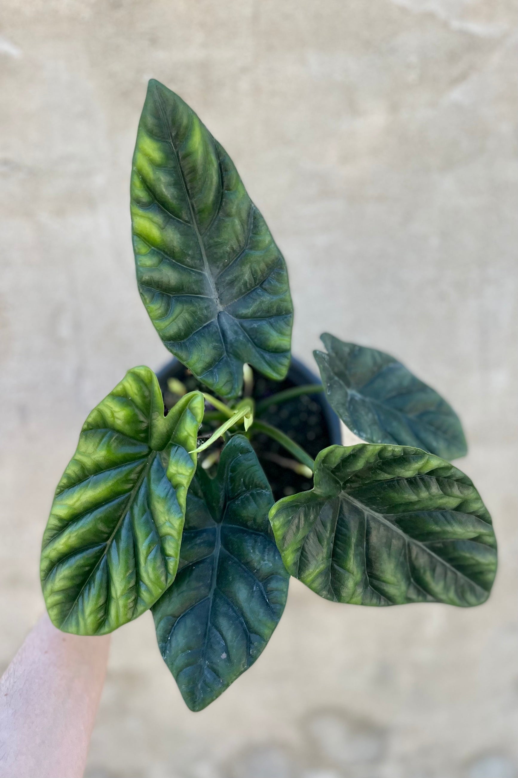 A detailed looked of Alocasia baginda 'Dragon Scale' 6" iridescent dark and light green leaves against a grey wall ©Sprout Home