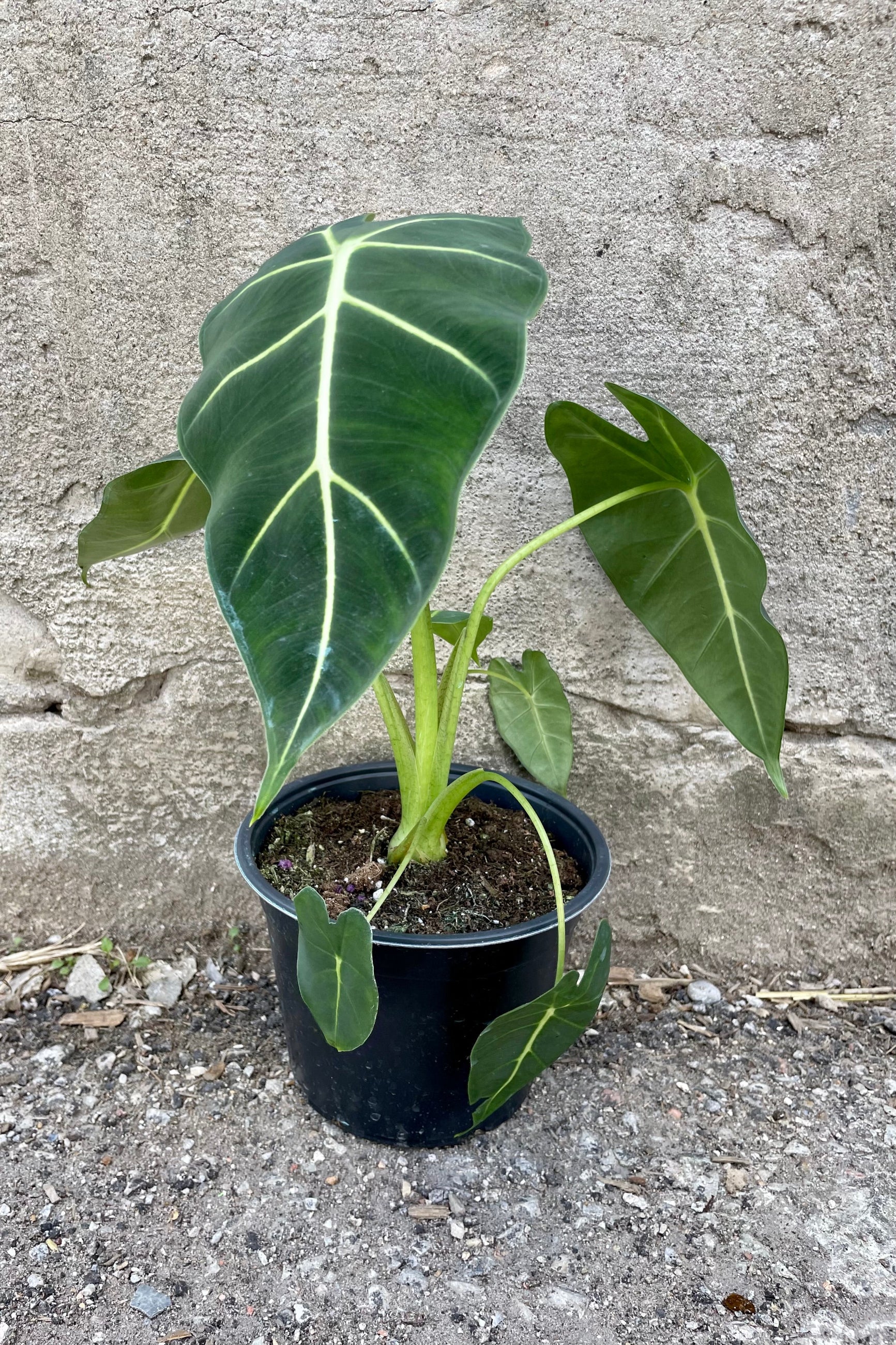Alocasia 'Frydek' 6" bright green elephant ear leaves against a grey wall ©Sprout Home