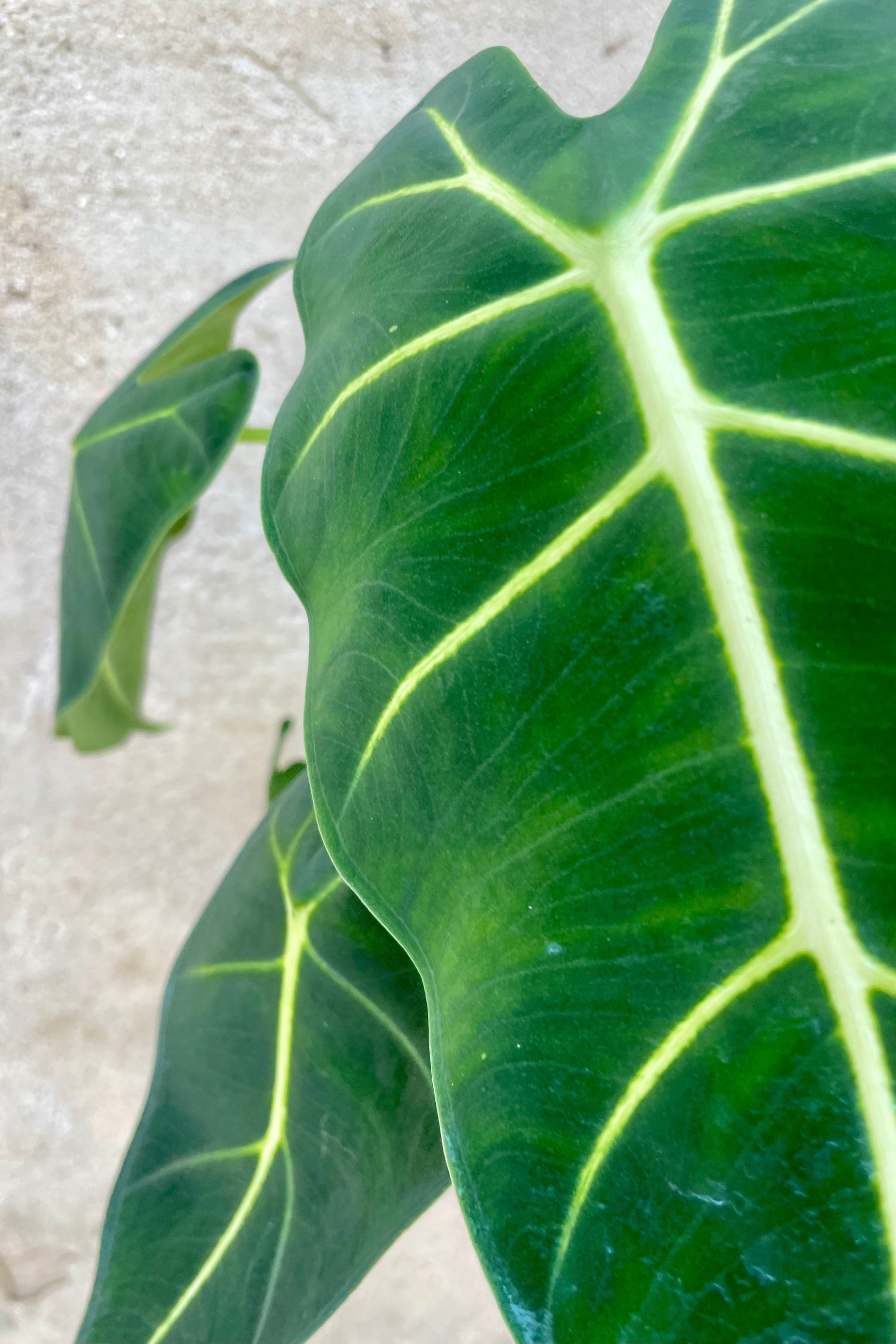Detail of Alocasia 'Frydek' 6" bright green elephant ear leaves against a grey wall ©Sprout Home