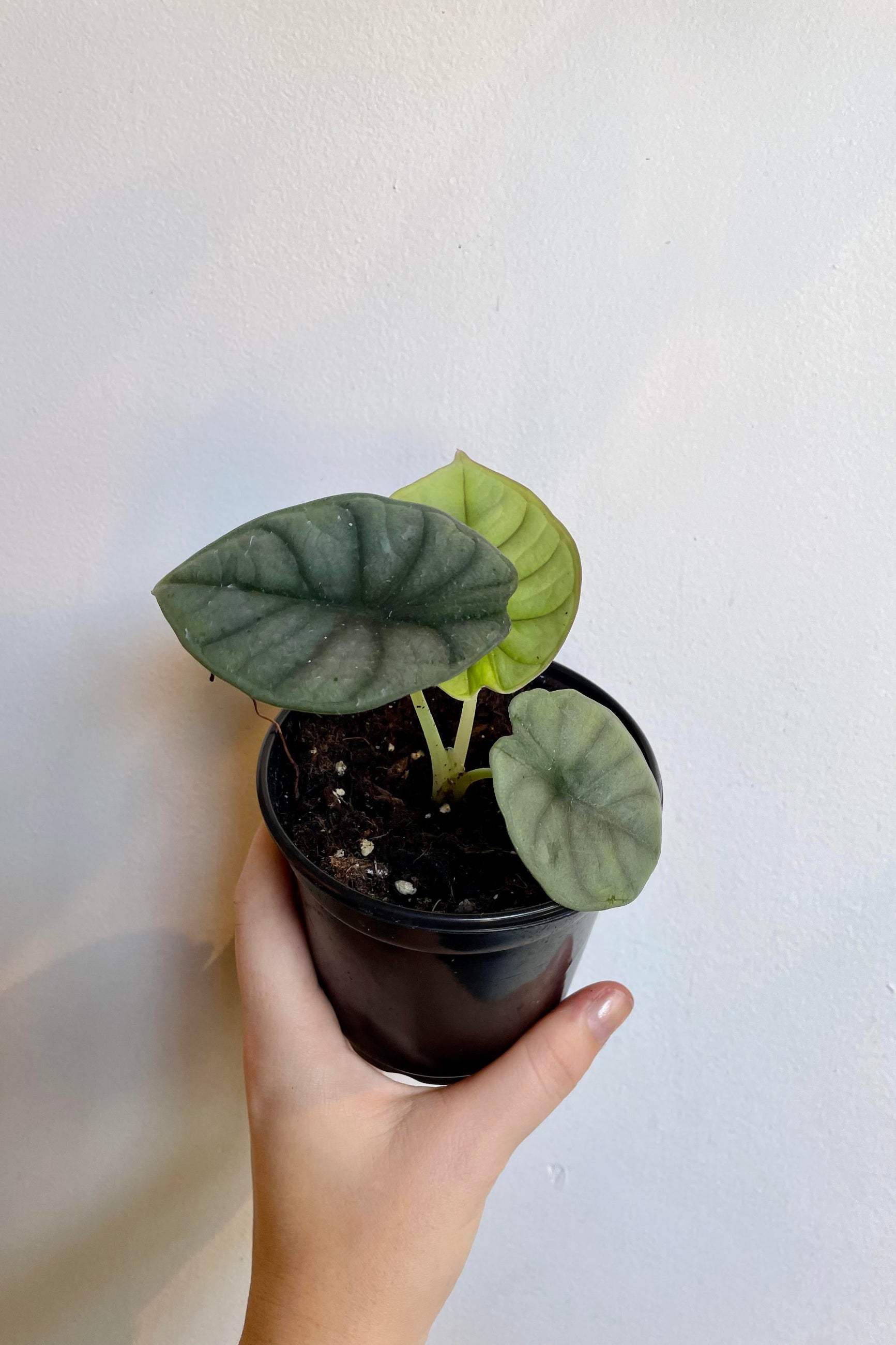 A hand holds the Alocasia guttata var. imperialis 4" against a white wall ©Sprout Home
