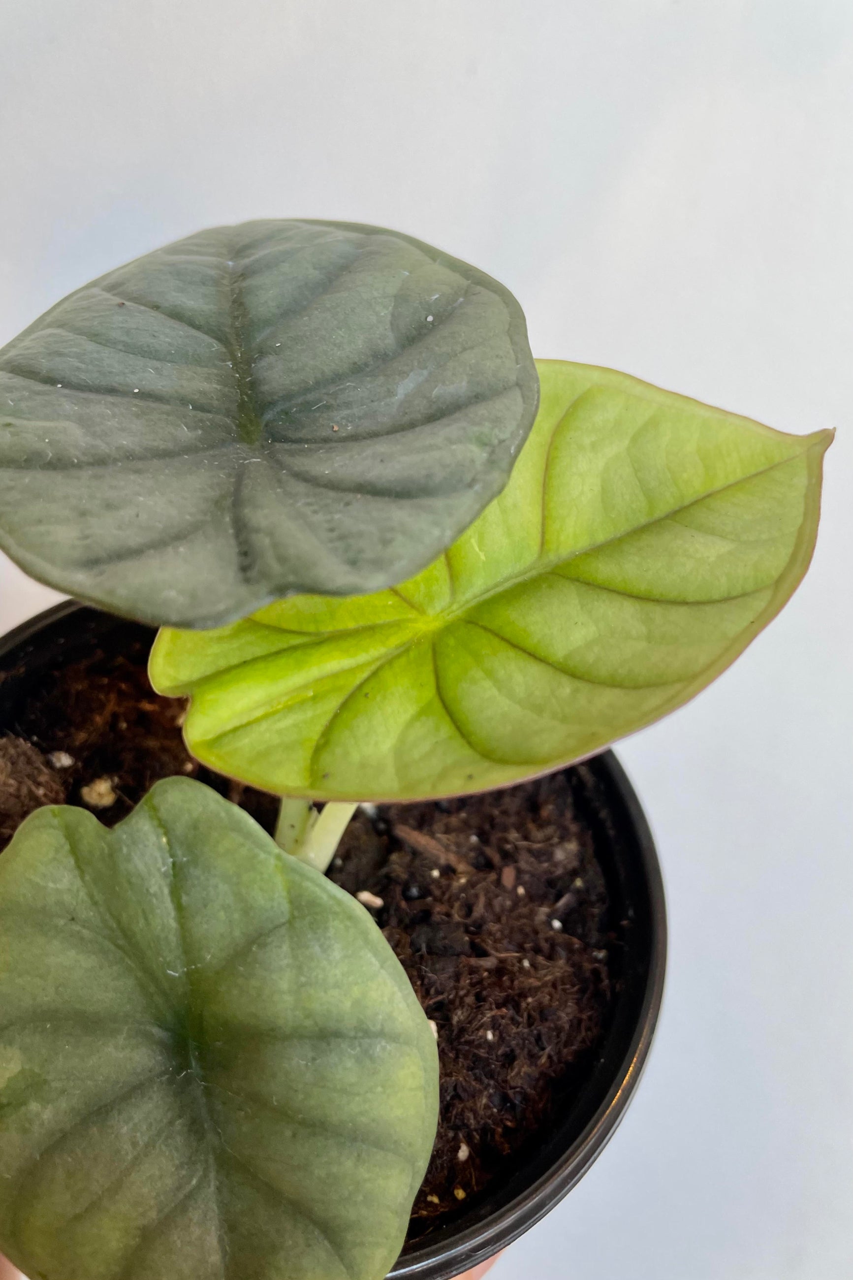 A detailed look at the Alocasia guttata var. imperialis 4" ©Sprout Home