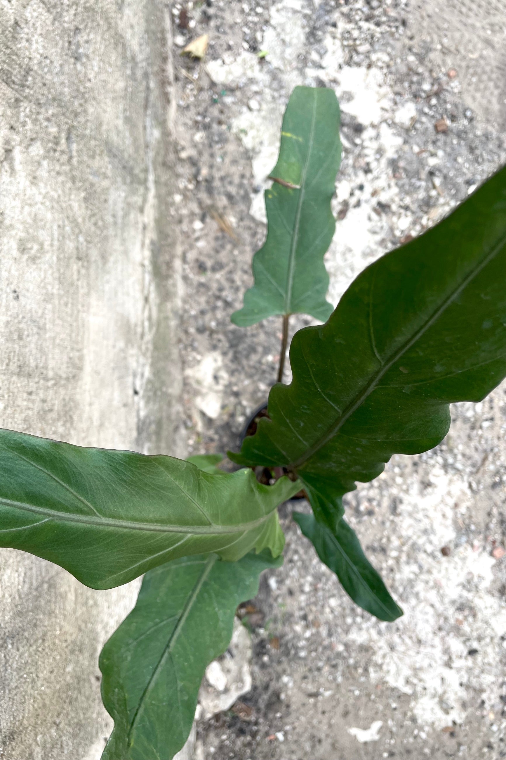 An overhead detailed view of the leaves of the 4" Alocasia lauterbachiana against a concrete backdrop ©Sprout Home