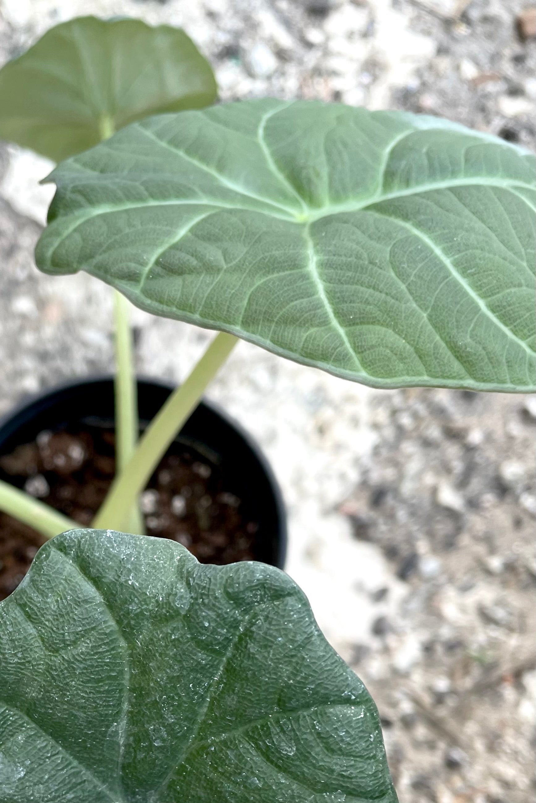 A close-up view of the leaves of the 4" Alocasia 'Maharani' against a concrete backdrop ©Sprout Home