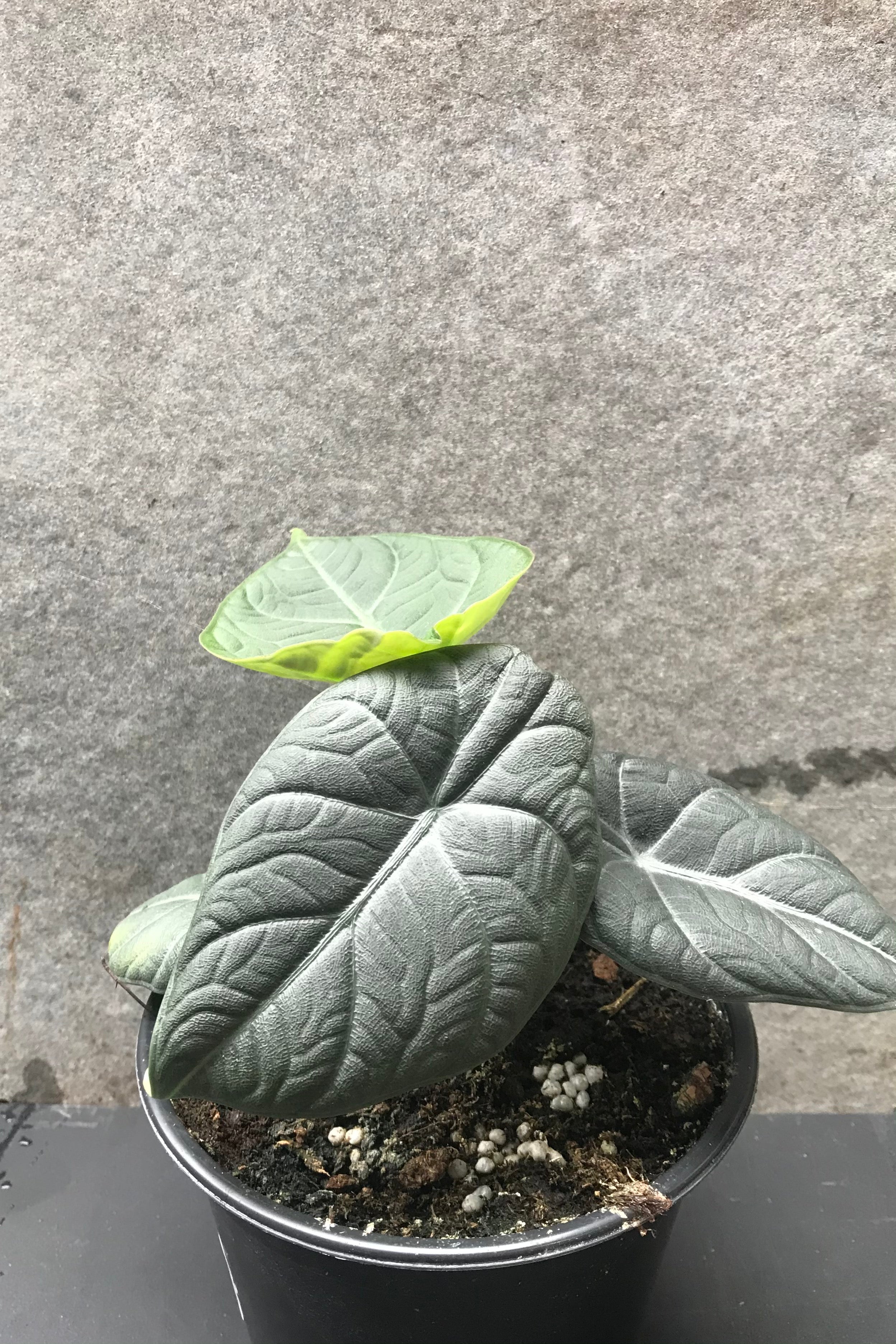 Alocasia 'Maharani' and its dark scale like leaves.