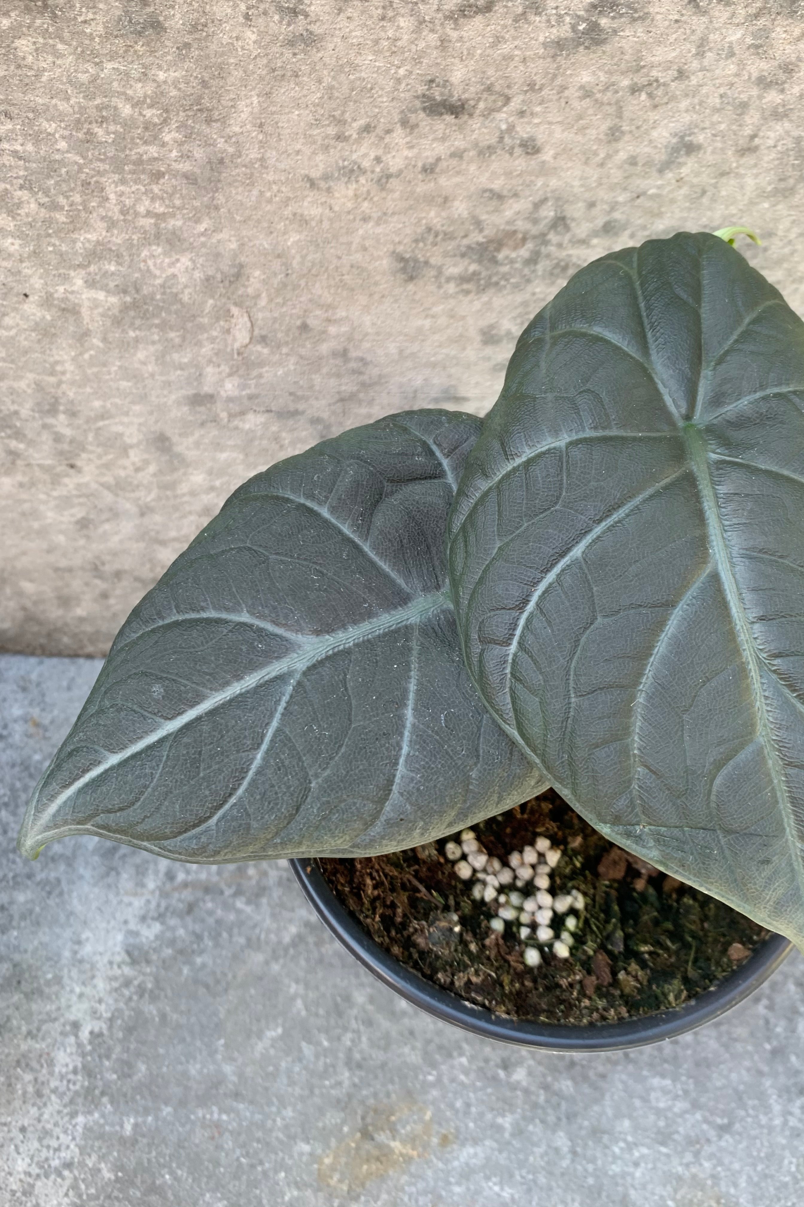 close up of dark leaved alocasia