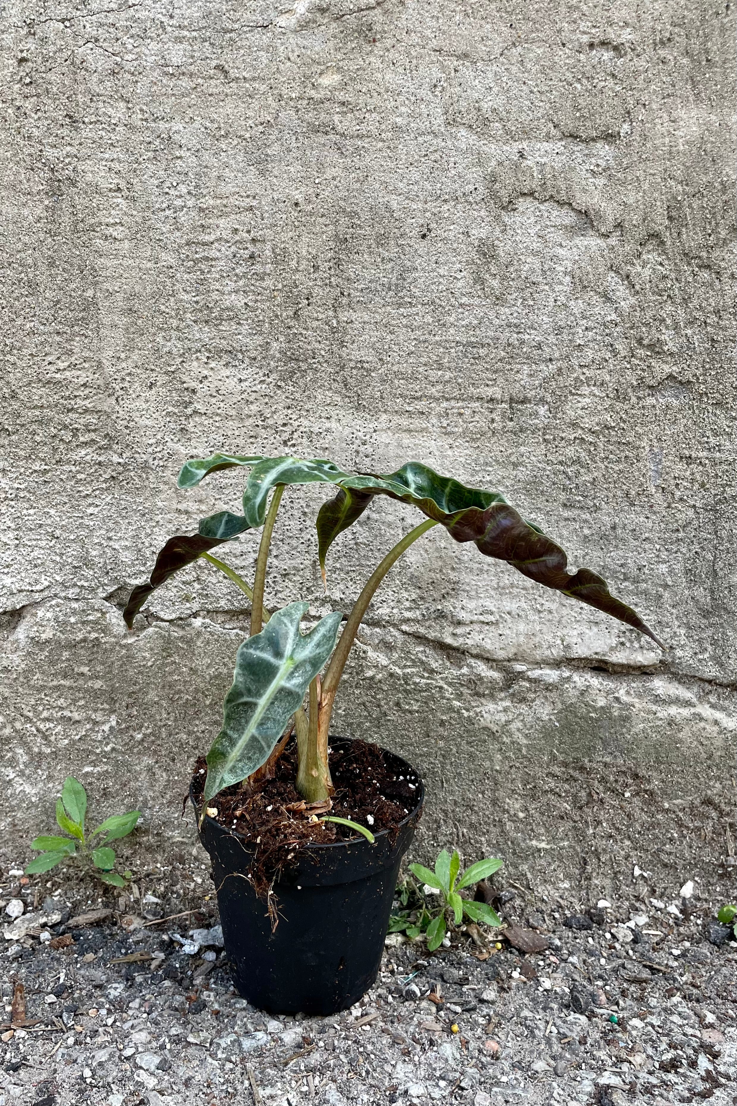 Alocasia 'Polly' 4" black growers pot against a grey wall