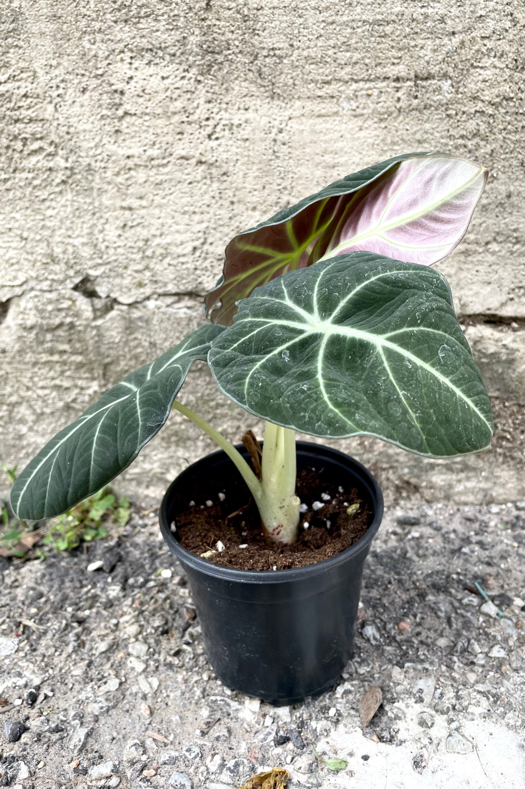 A full view of the 4" Alocasia regulina 'Black Velvet' against a concrete backdrop ©Sprout Home