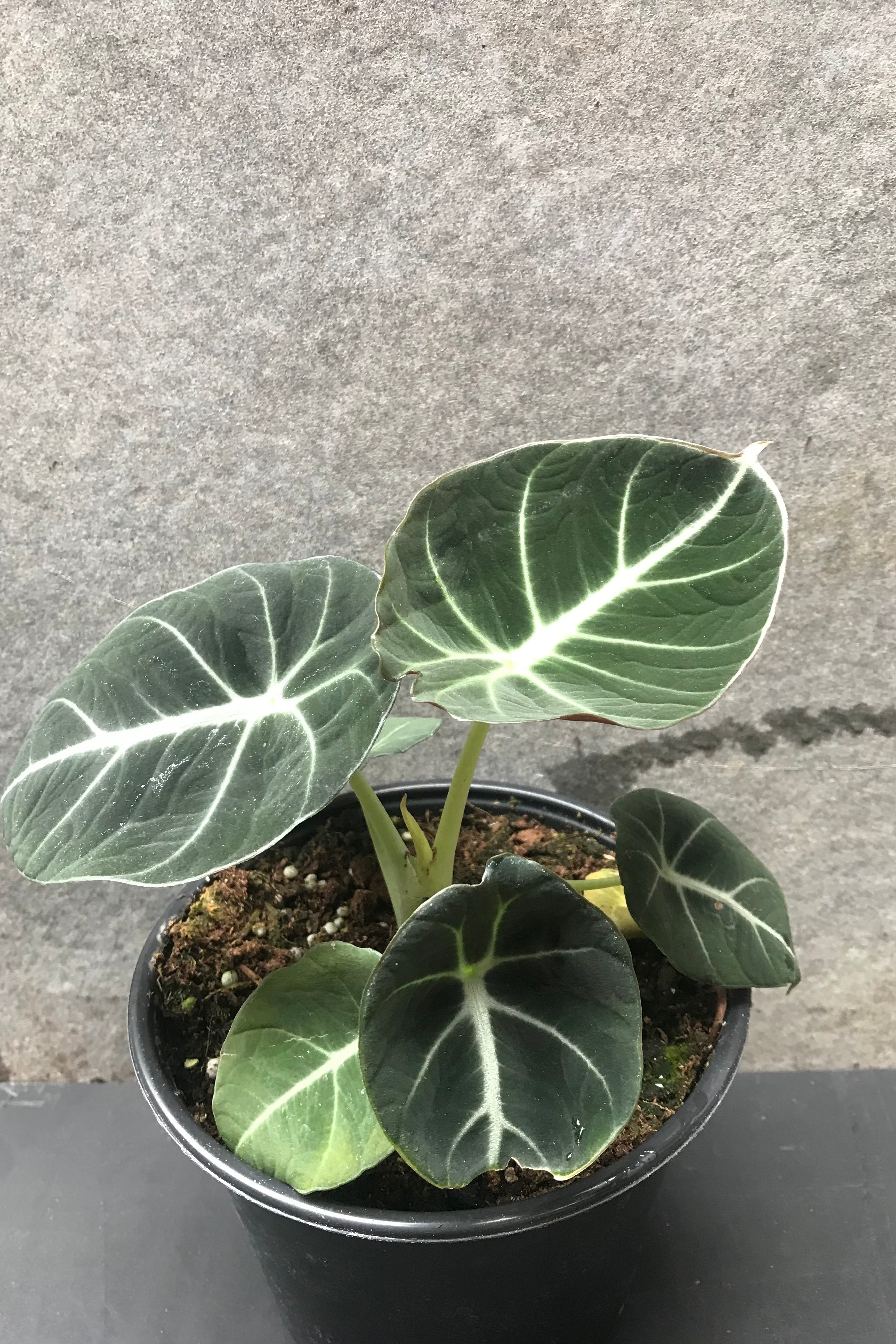 Alocasia reginula 'Black Velvet' in a 6 in growers pot.
