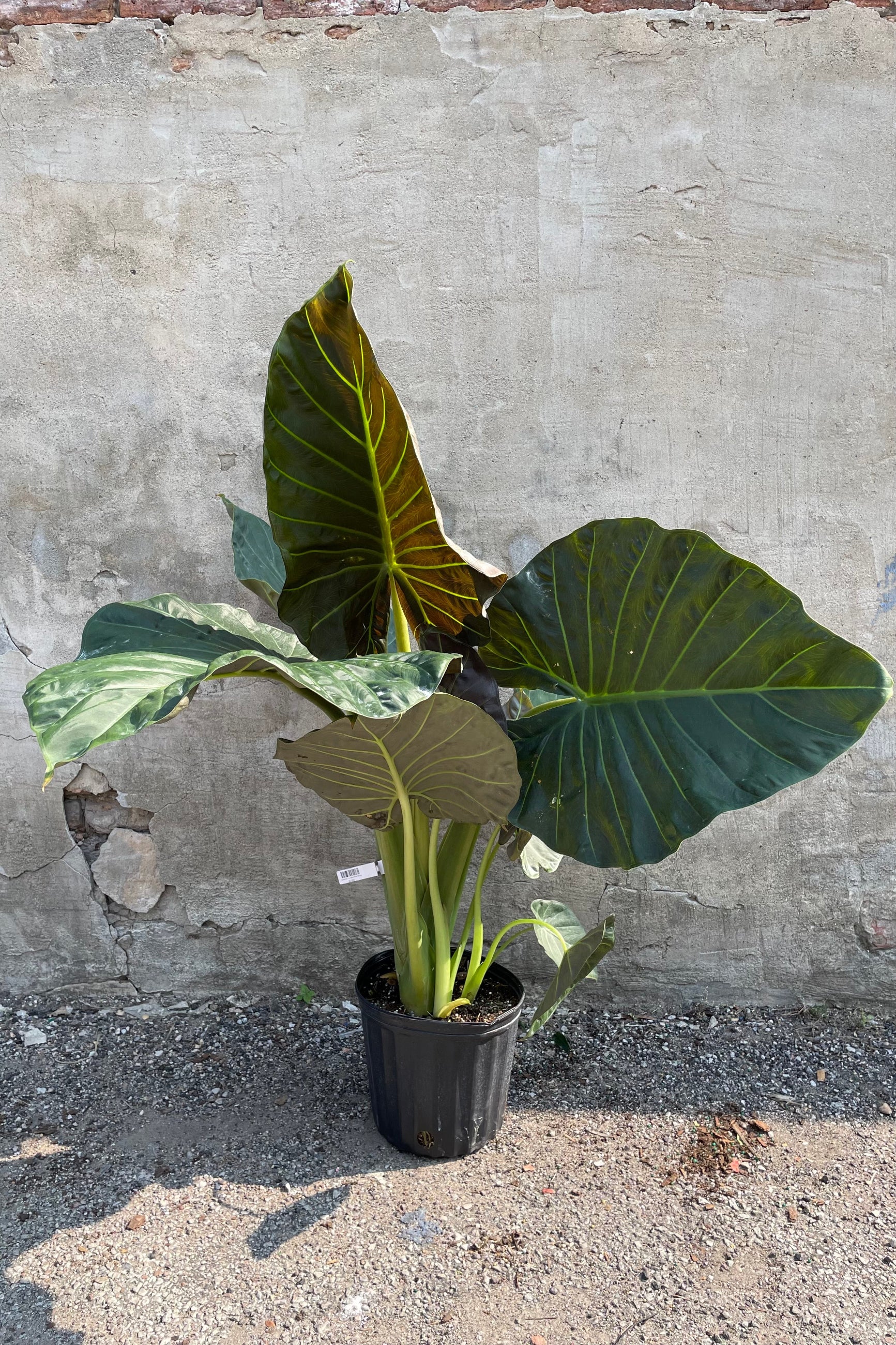 Alocasia 'Regal Shield' in a 10" growers pot against a grey wall. ©Sprout Home