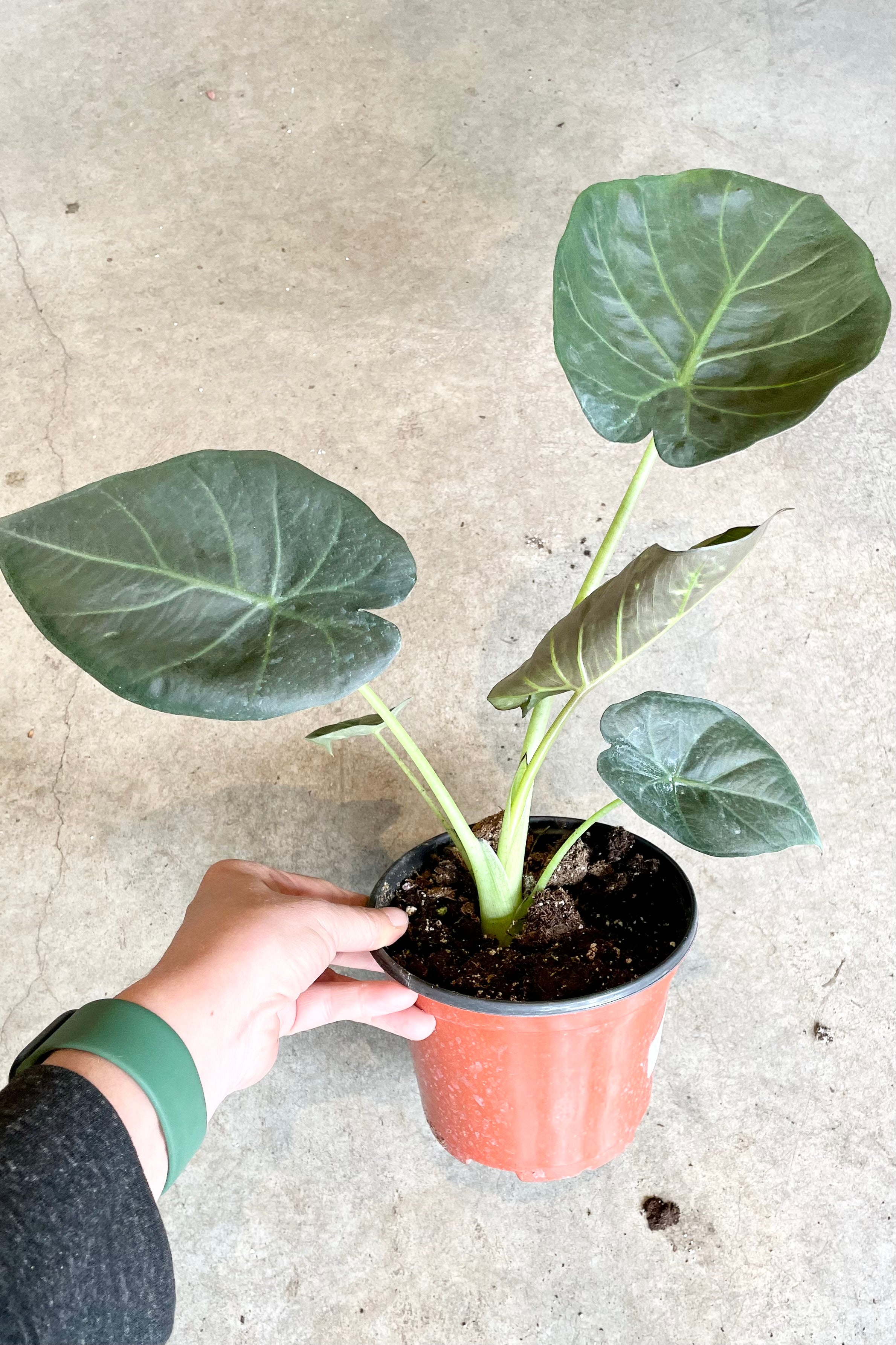The Alocasia 'Regal Shield' in a 6" growers pot.