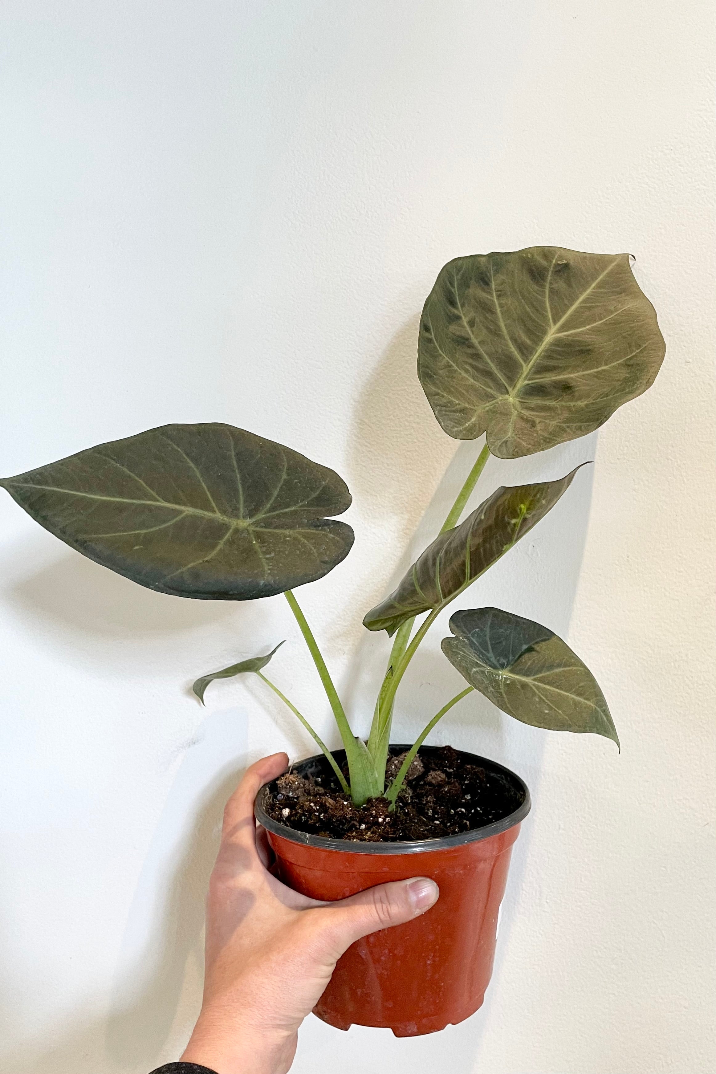 The Alocasia 'Regal Shield' in a 6" growers pot.