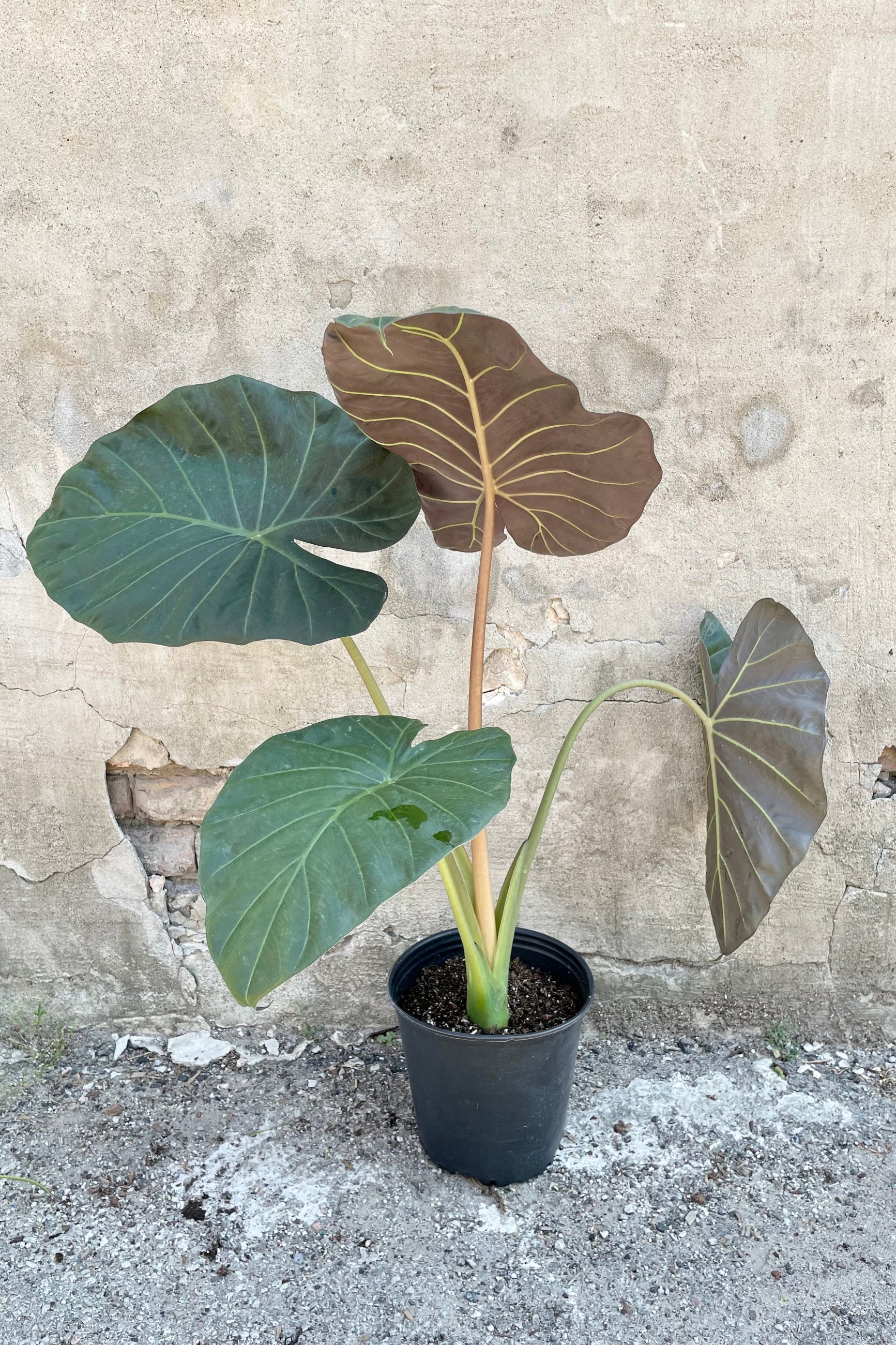 Alocasia 'Regal Shield' in an 8" growers pot against a concrete wall showing the huge heart shape dark leaves at Sprout Home. ©Sprout Home