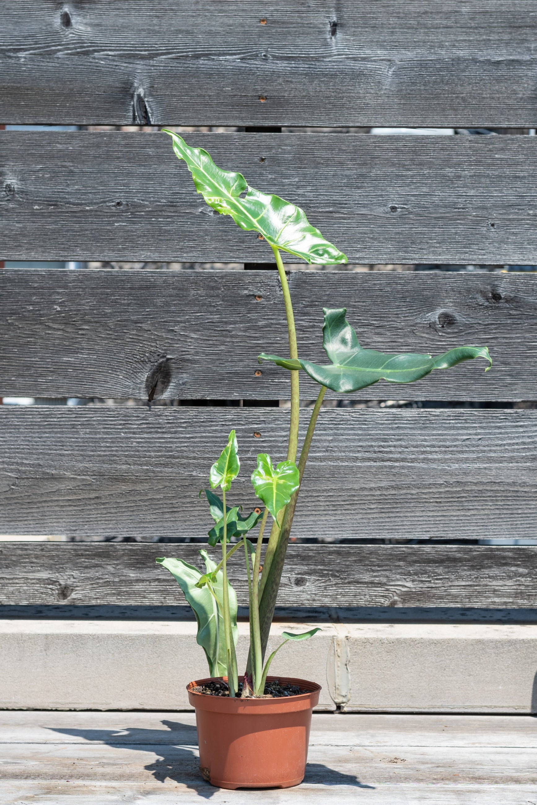 Alocasia 'Sarian' in front of grey wood background ©Sprout Home