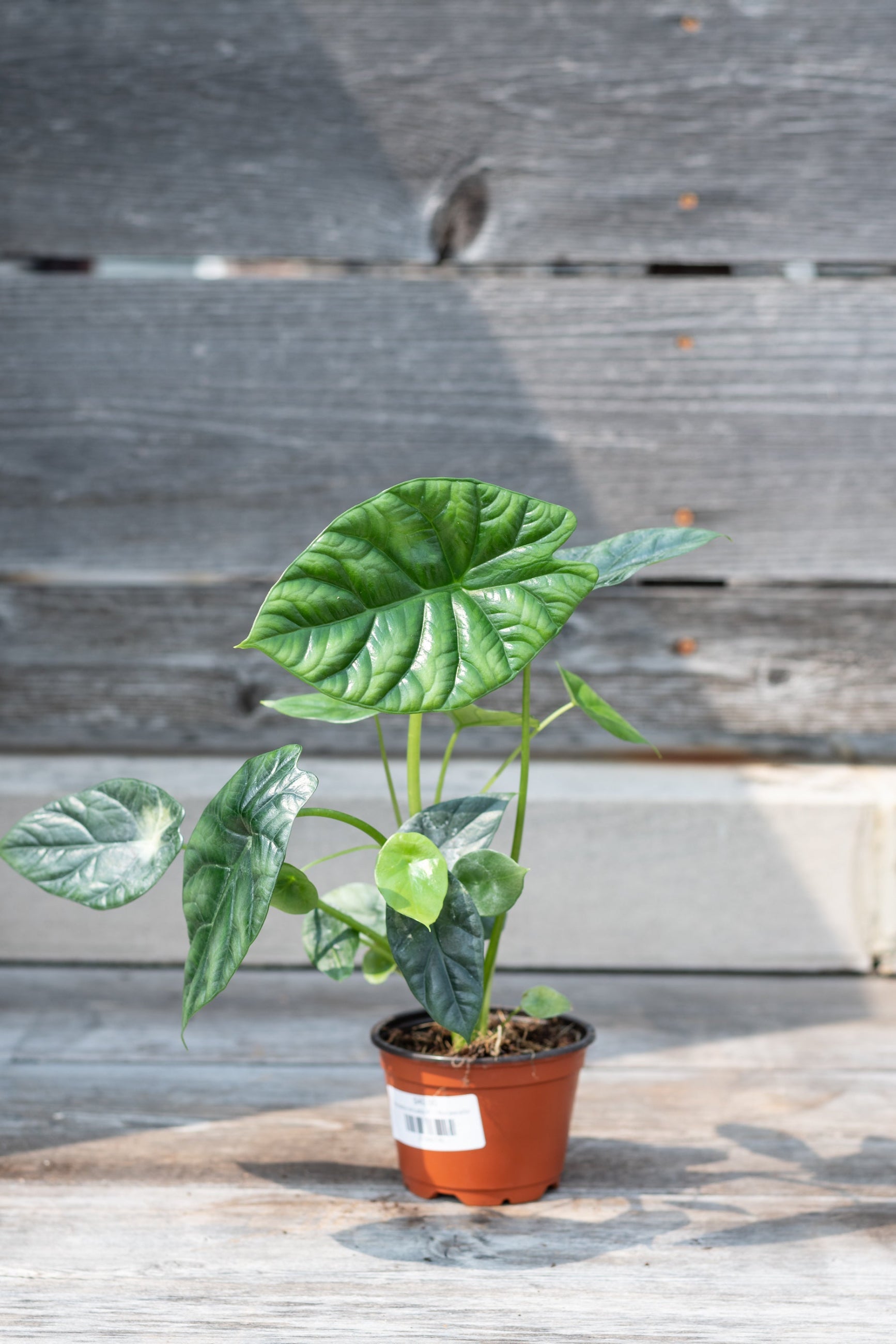 Alocasia sinuata Lin a 4" growers pot with its leathery looking green leaves ©Sprout Home