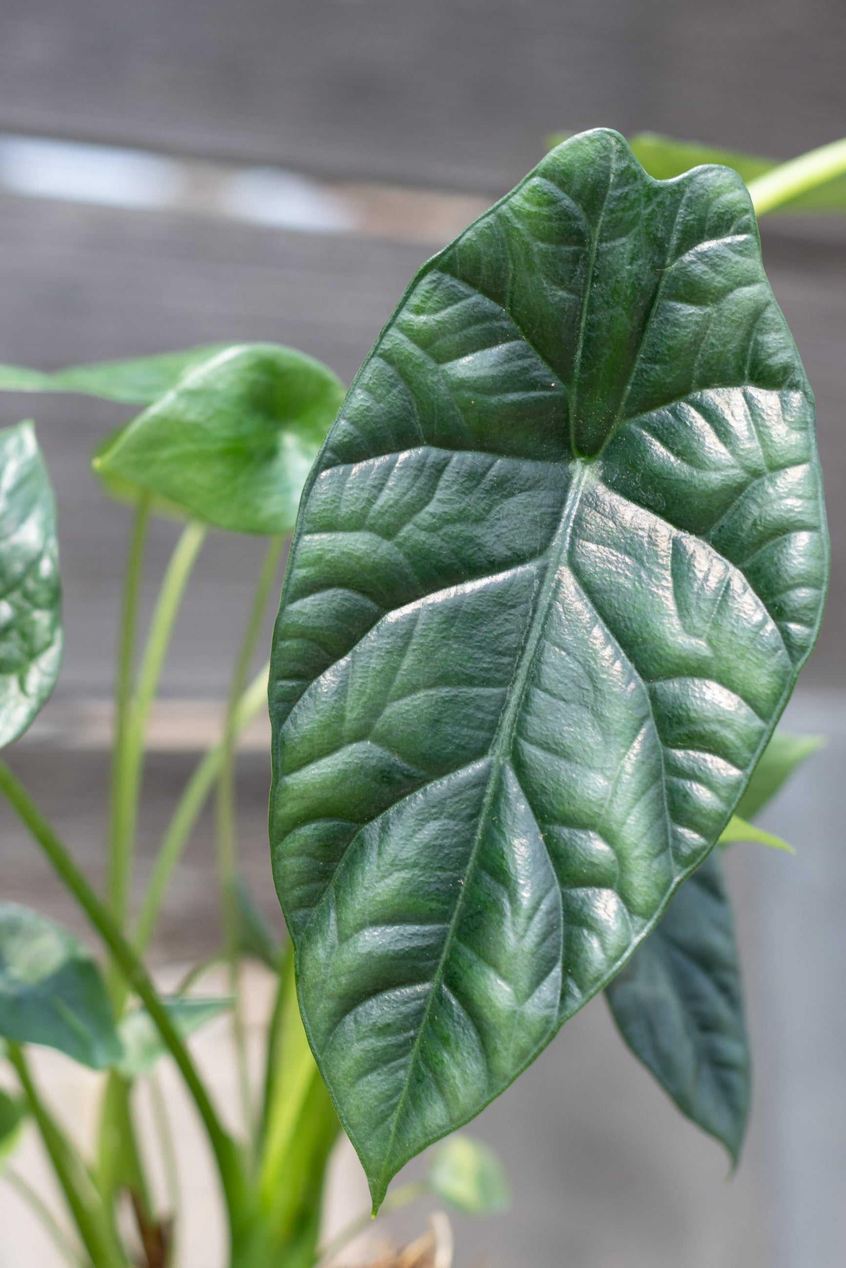 Alocasia sinuata leave up close with its leathery looking green leaves ©Sprout Home