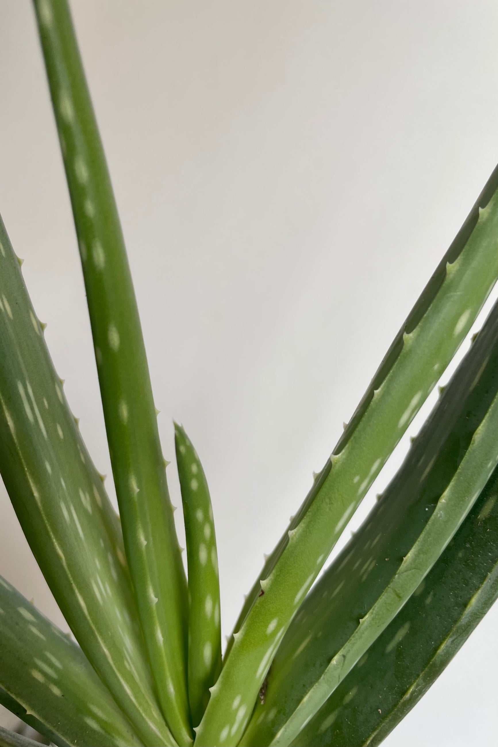 Detail photo of Aloe leaves at the center of the plant. ©Sprout Home