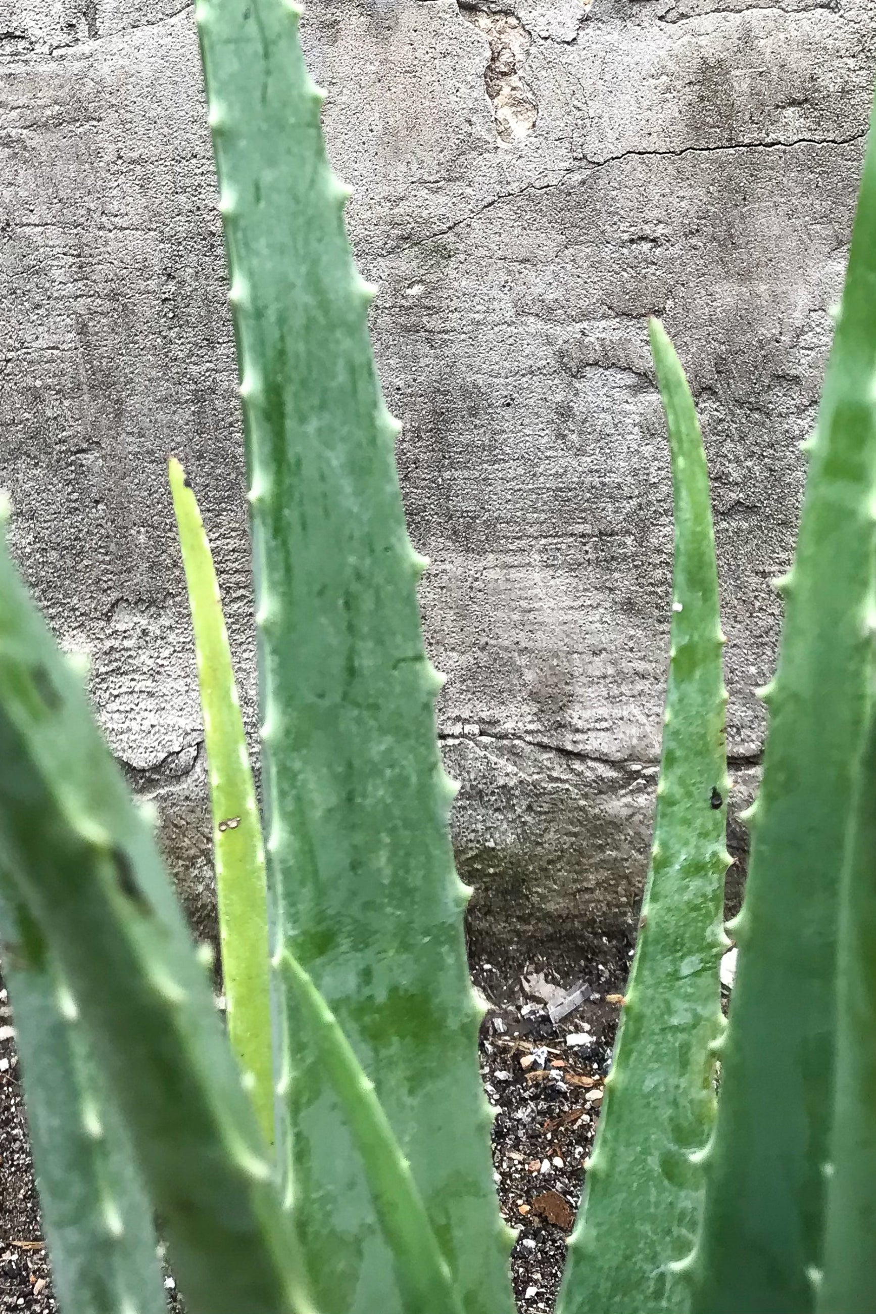 Close up of Aloe barbadensis leaves in front of concrete wall ©Sprout Home