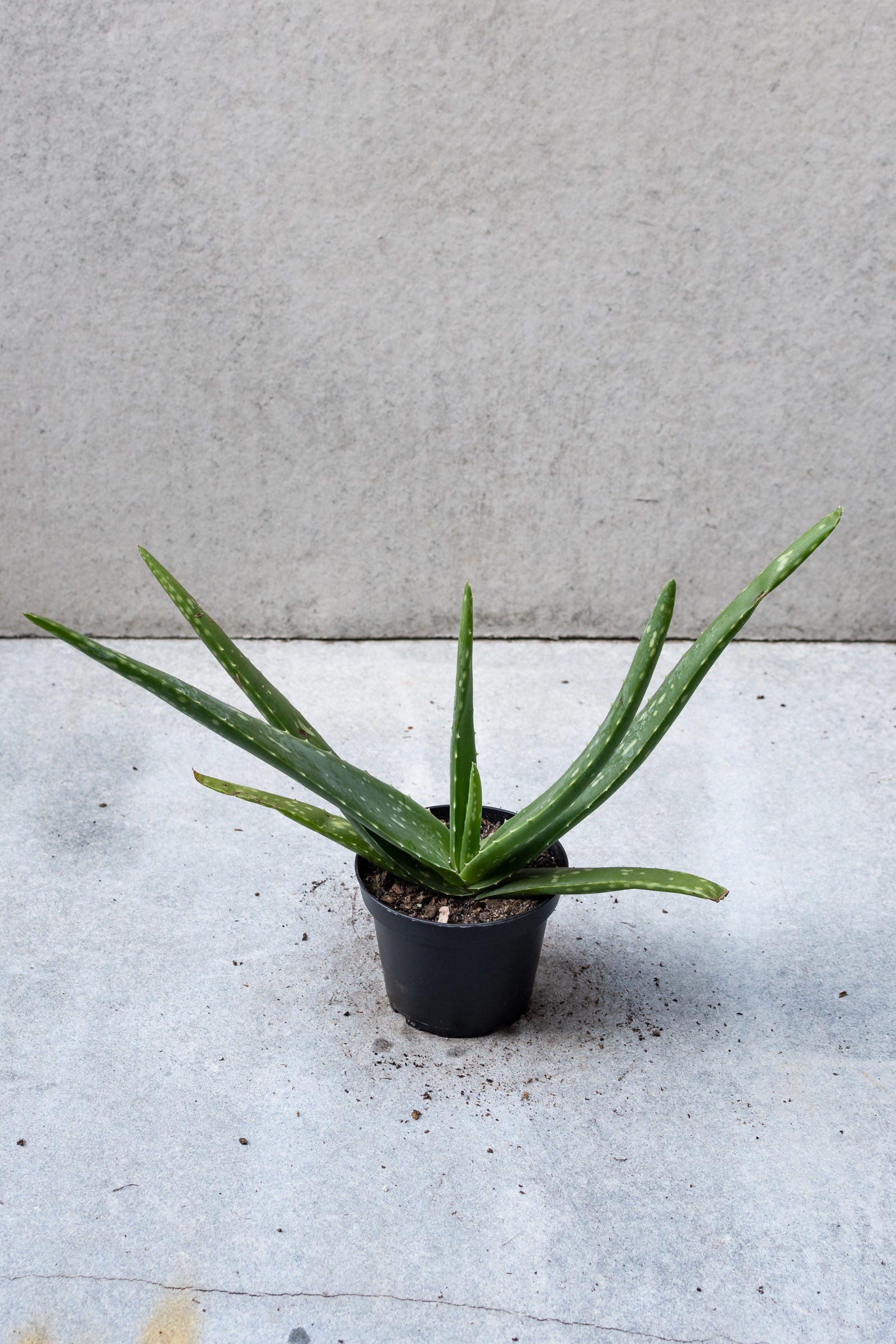 Aloe barbadensis in a 4 inch growers pot against a grey wall.