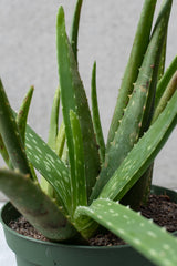 Aloe barbadensis thick leaves up close. 