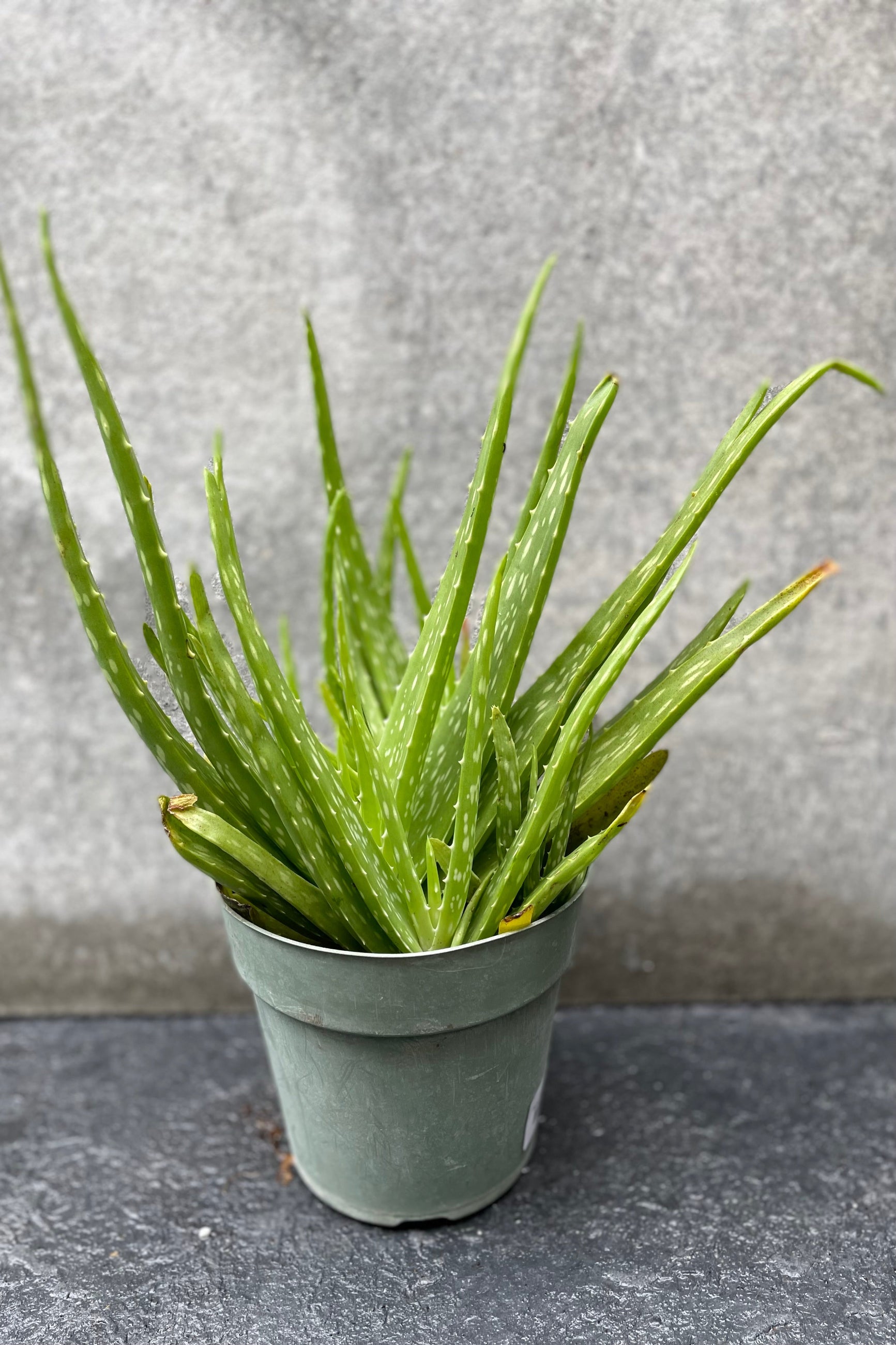An Aloe plant in a 6" growers pot against a gray wall ©Sprout Home