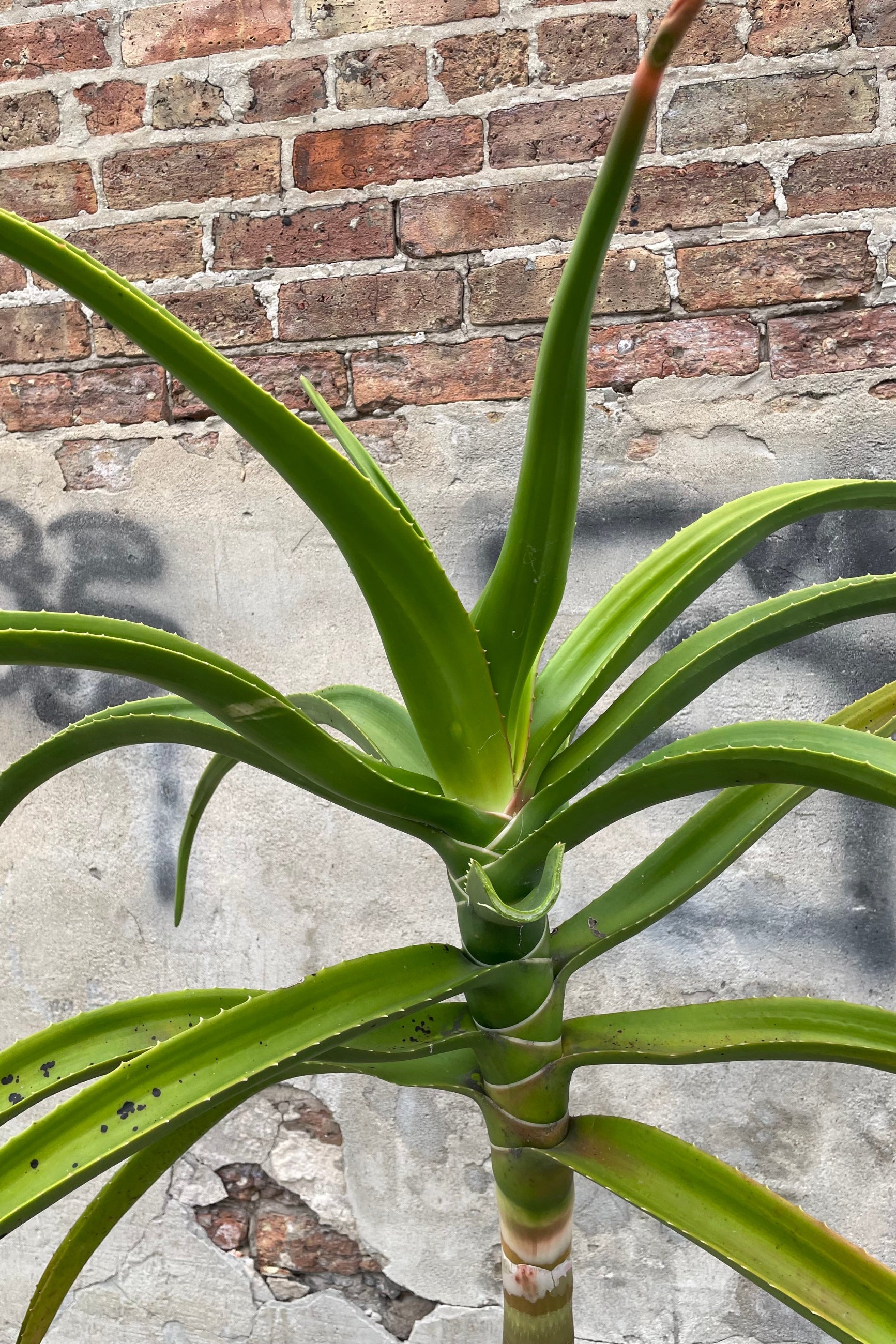 A detailed view of Aloe barberae (syn. bainesii) #5 against concrete backdrop ©Sprout Home