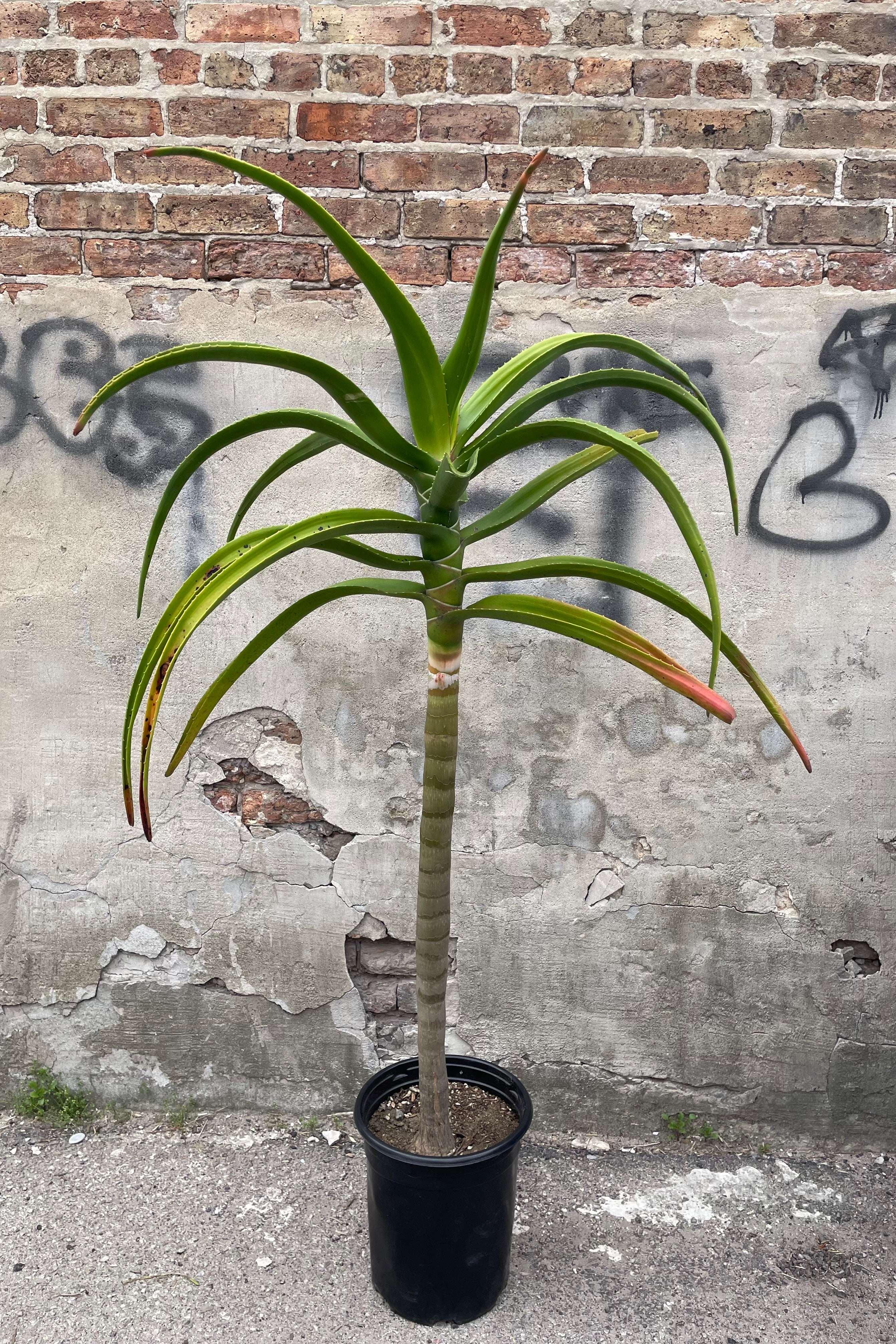 A full view of Aloe barberae (syn. bainesii) #5 in grow pot against concrete backdrop