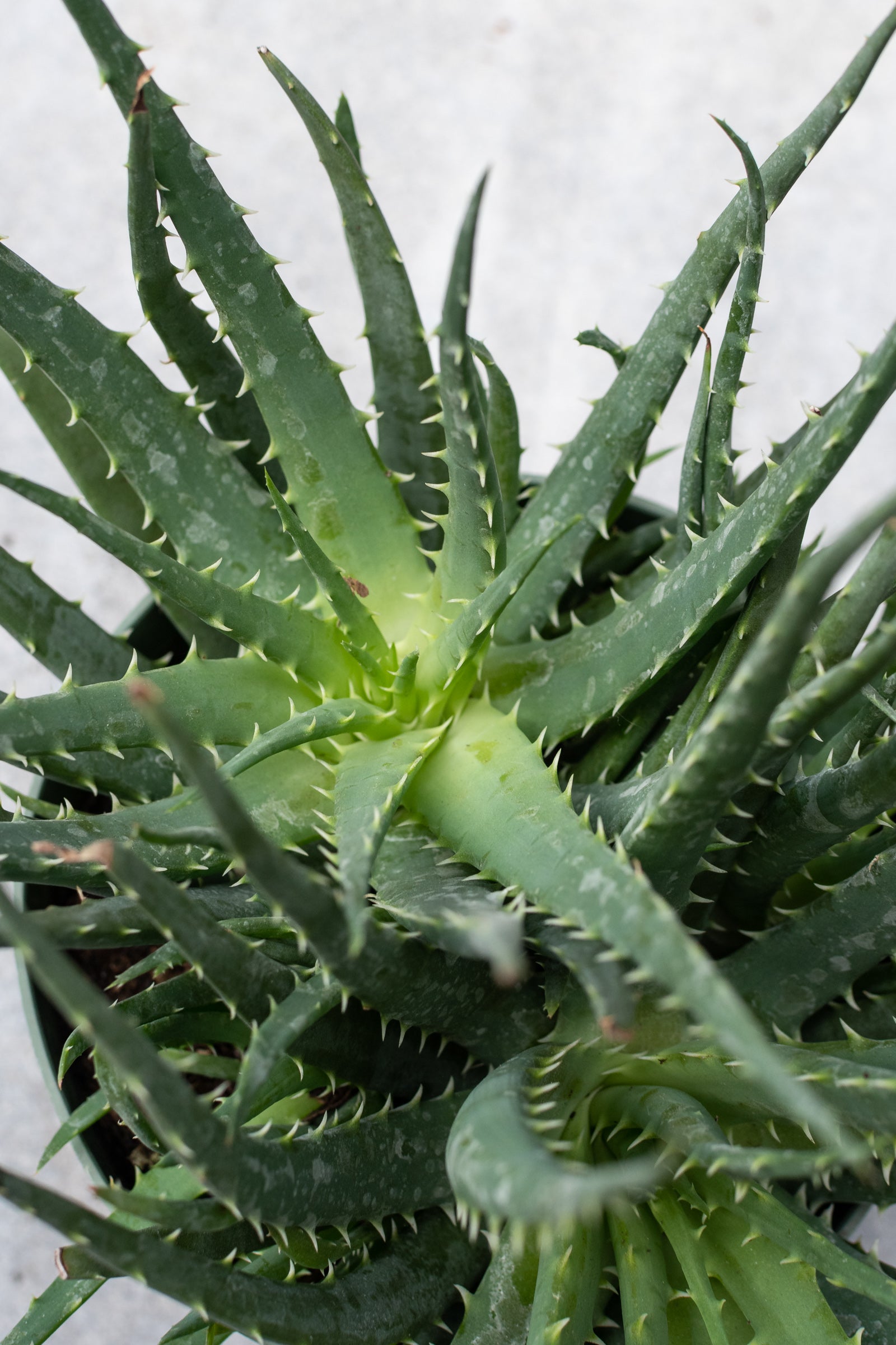 Detail shot of the Aloe humilis "Hedgehog" from above.