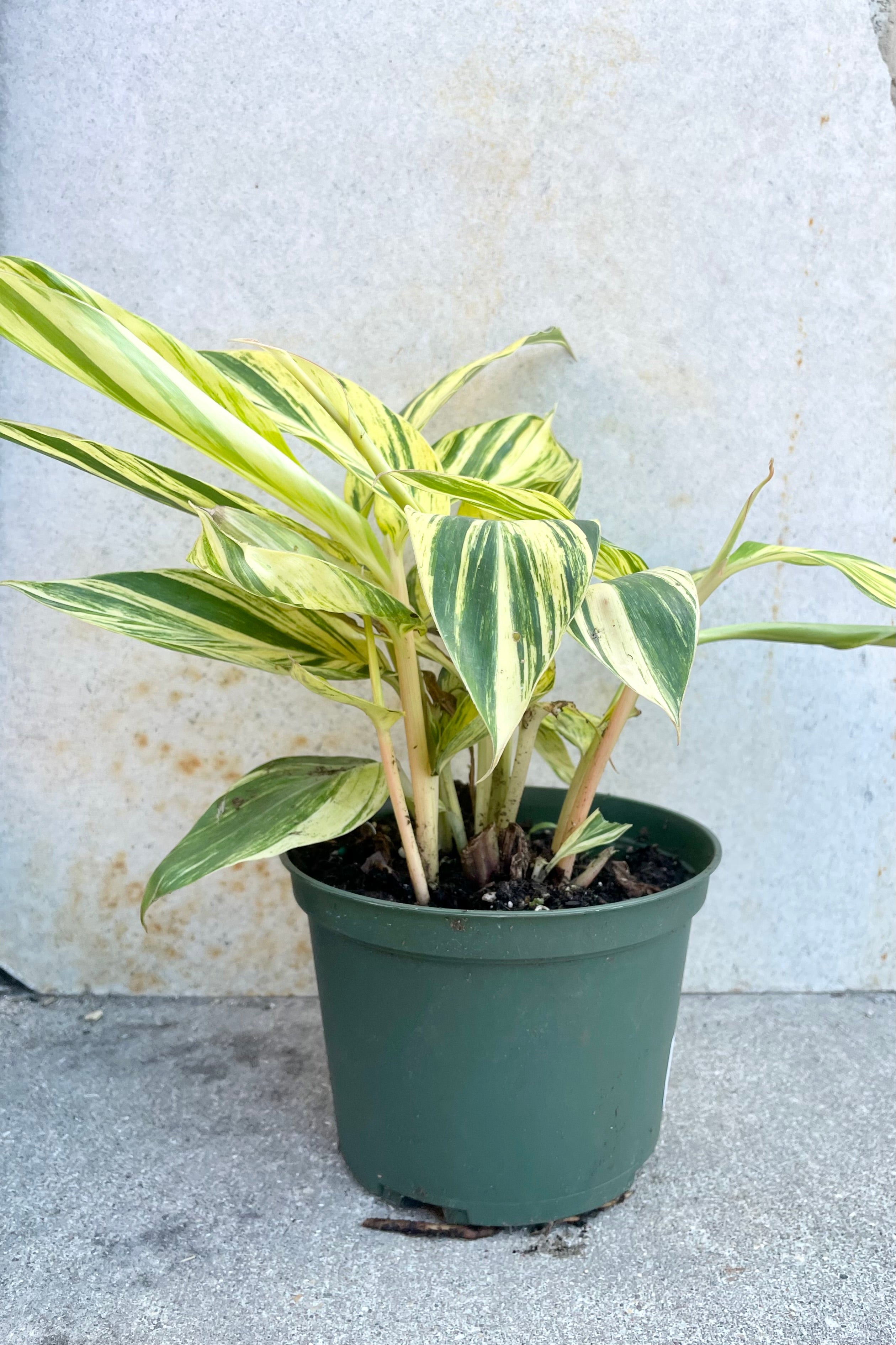 An Alpinia zerumbet 'Variegata' plant in a 6" growers pot against a grey wall.